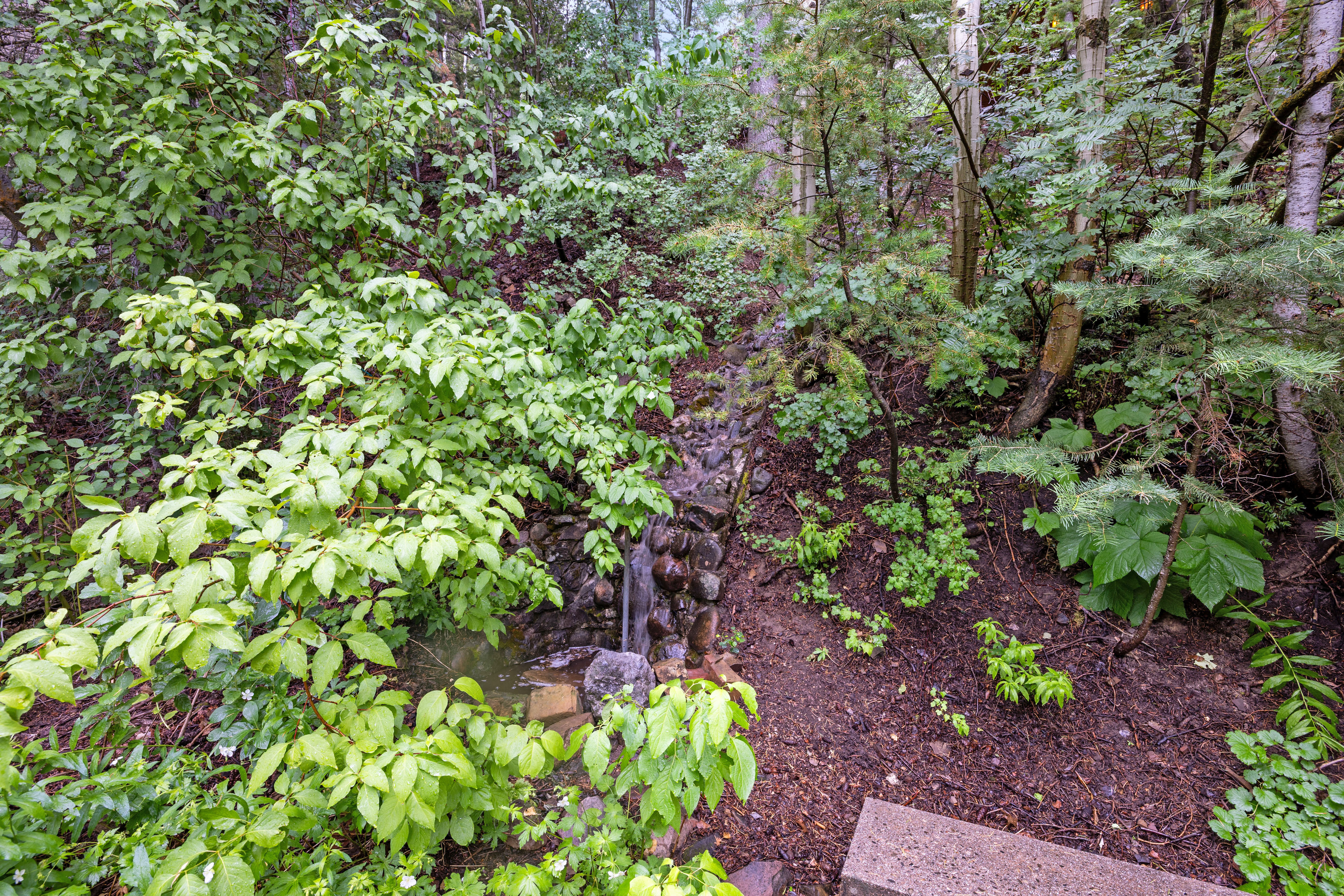 Natural landscape featuring dense foliage, mature trees, and a rock-lined water feature
