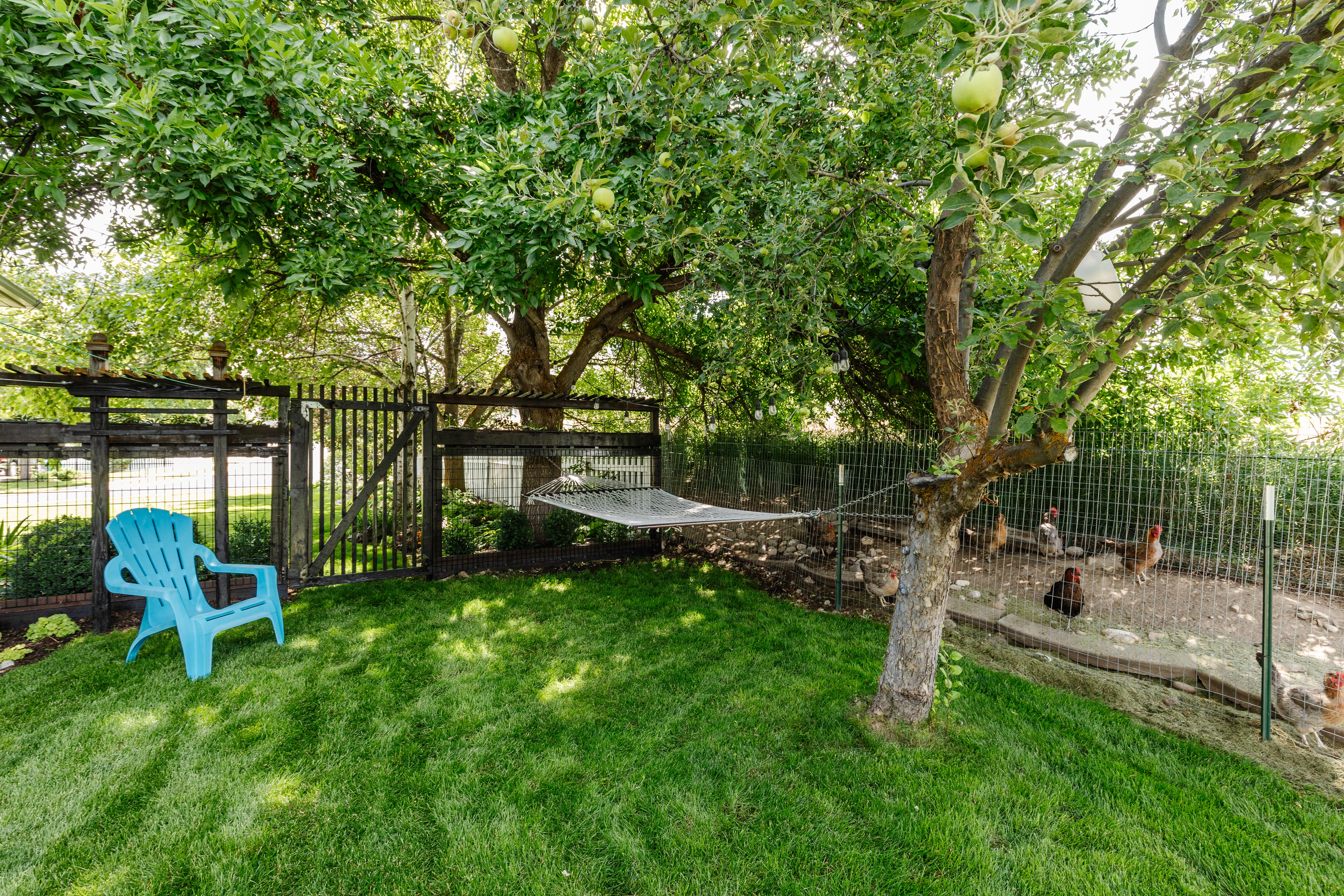 Grassed yard area featuring mature fruit trees, dark wood fencing, and a dedicated fenced enclosure