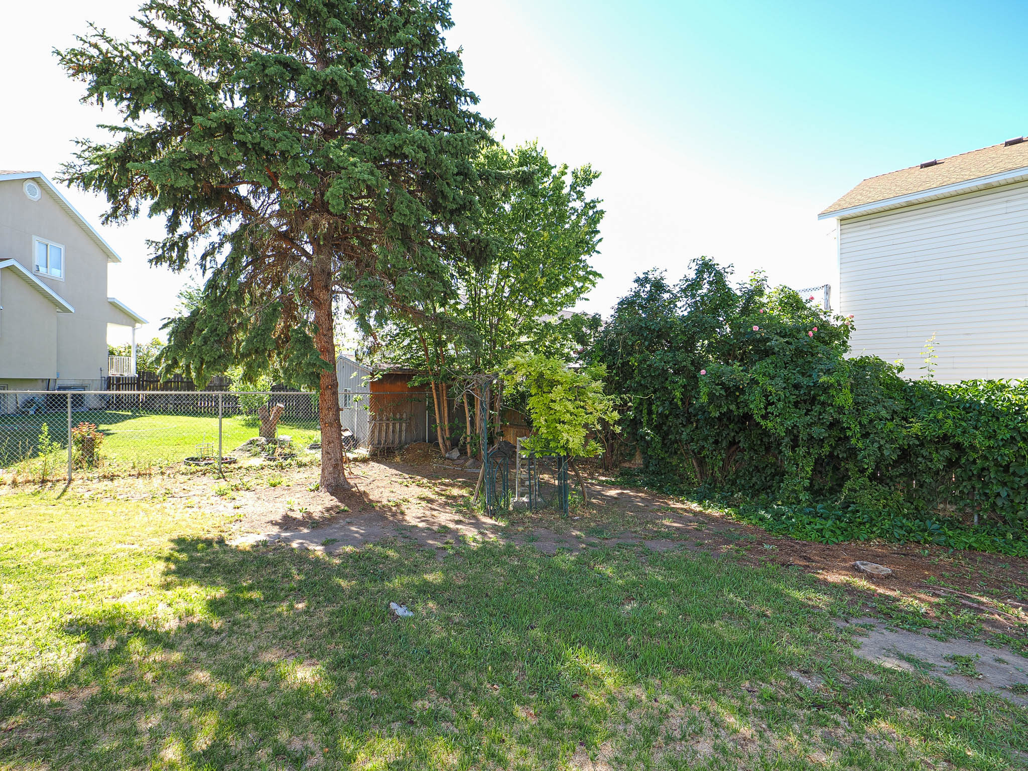 Spacious outdoor area featuring a mature evergreen tree providing natural shade