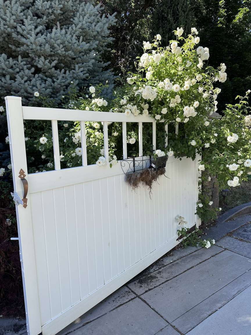 White picket fence gate with an ornate handle, surrounded by abundant white flowering shrubs