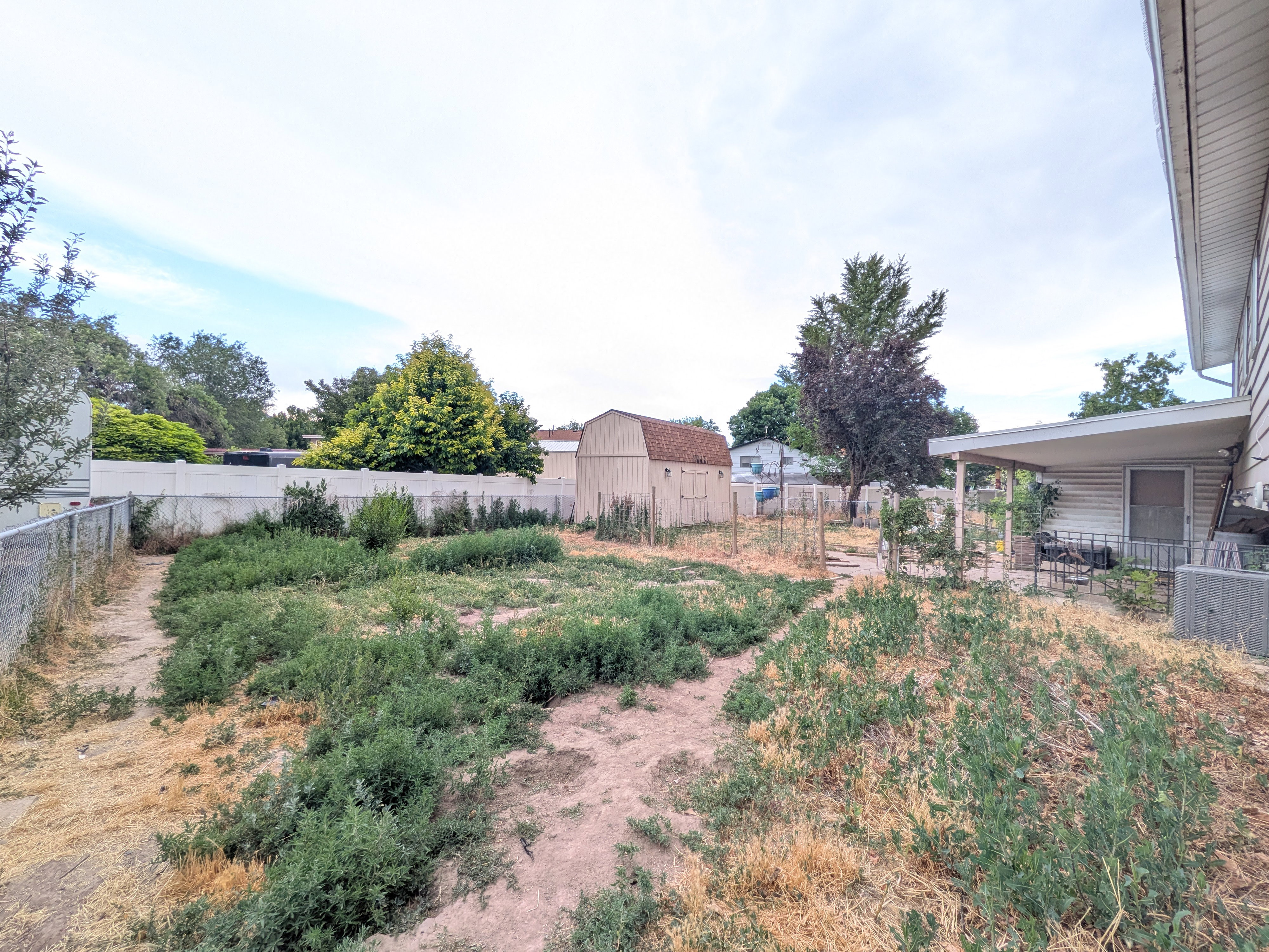 Expansive backyard area with a covered patio, a storage shed, and mature perimeter trees