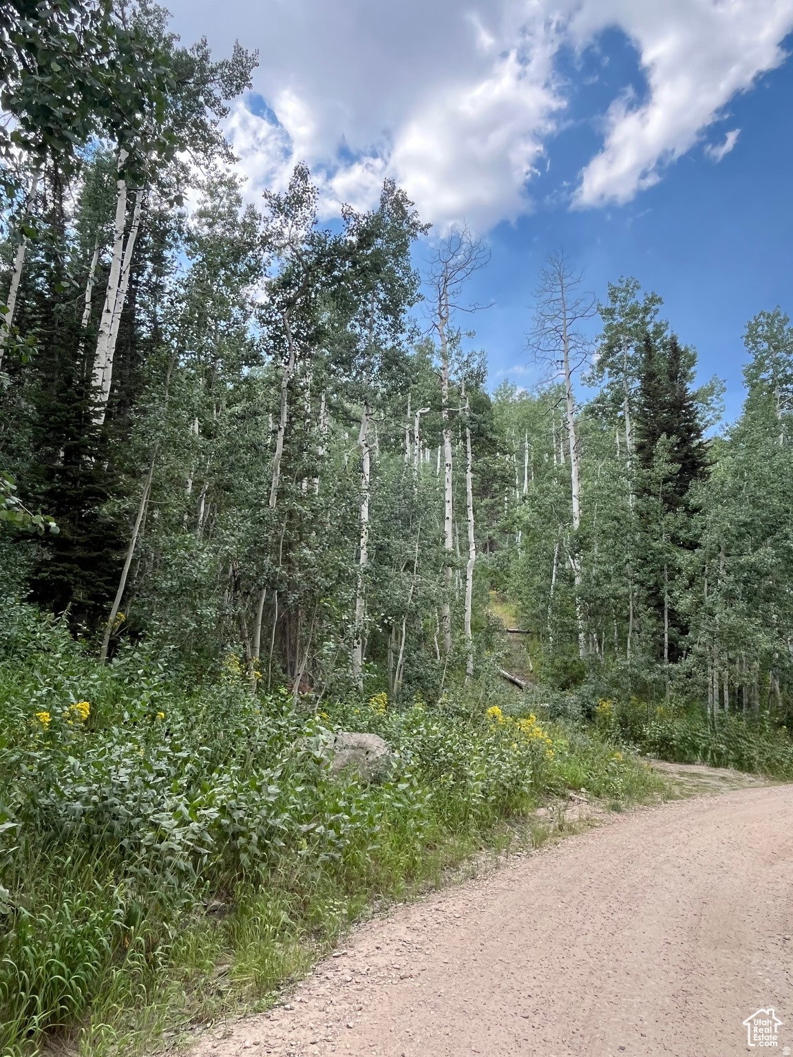 Gravel road leading to a dense forest of mature trees and abundant natural foliage