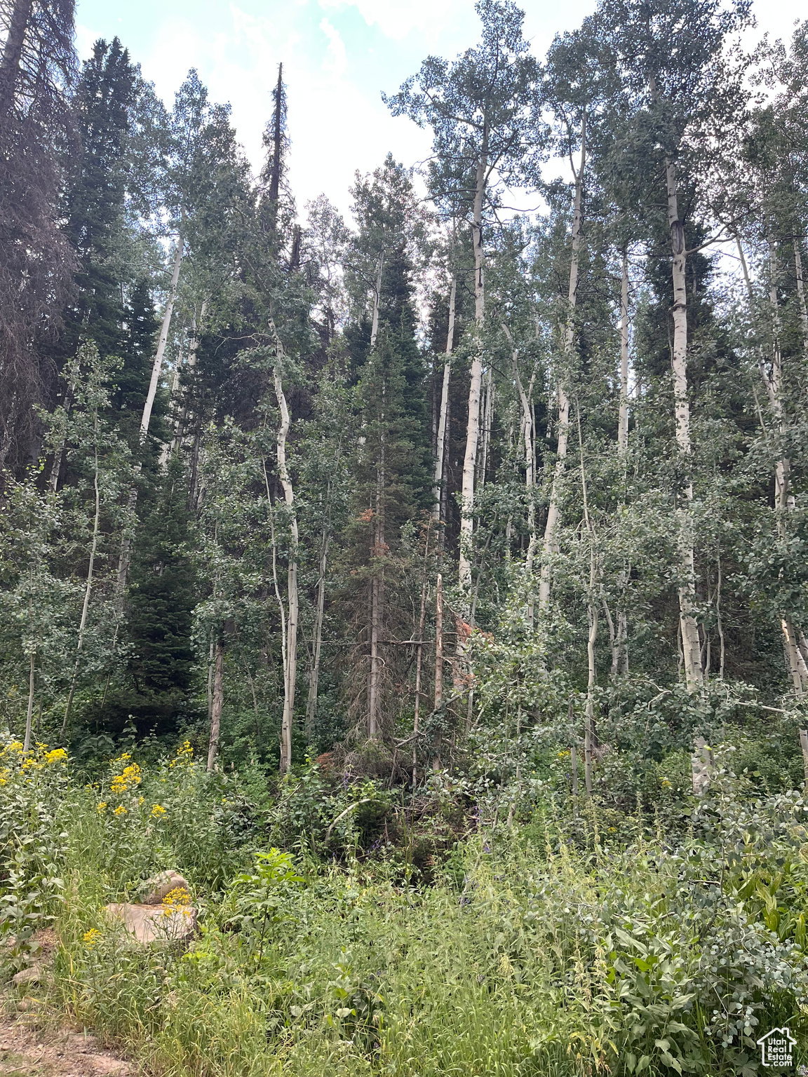 Dense natural woodland featuring towering trees, varied foliage, and vibrant ground cover