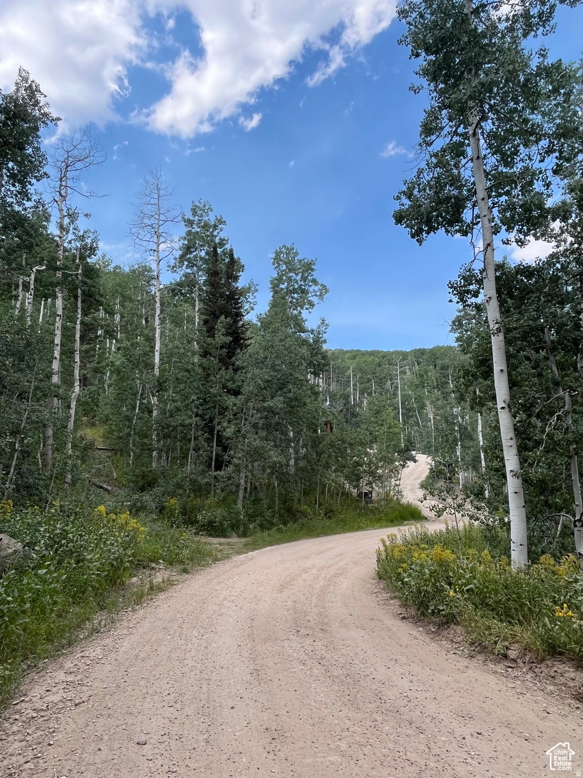 Winding gravel road surrounded by mature deciduous and evergreen trees, with an expansive blue sky overhead