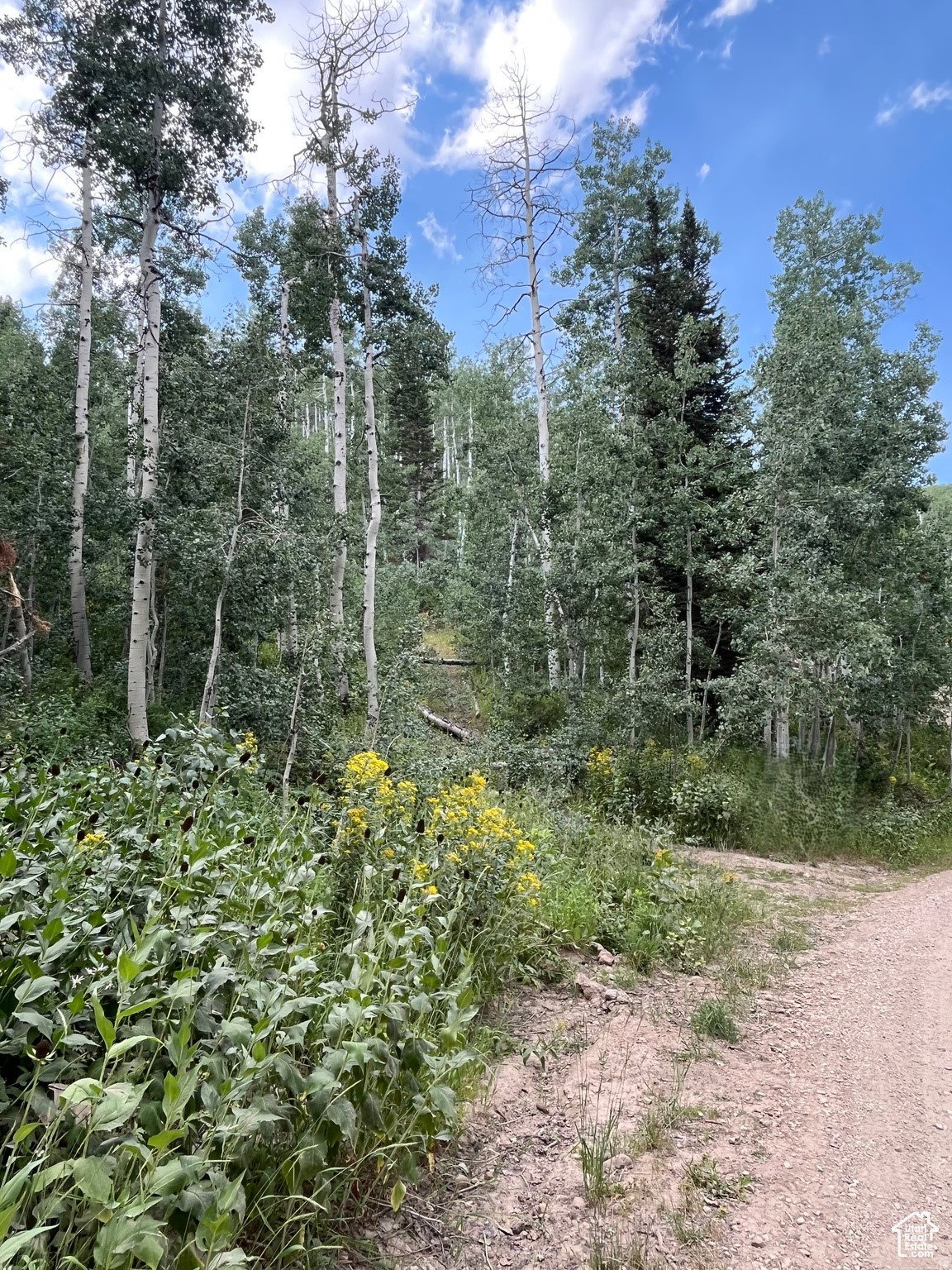 Natural landscape featuring varied tree species including aspens and evergreens