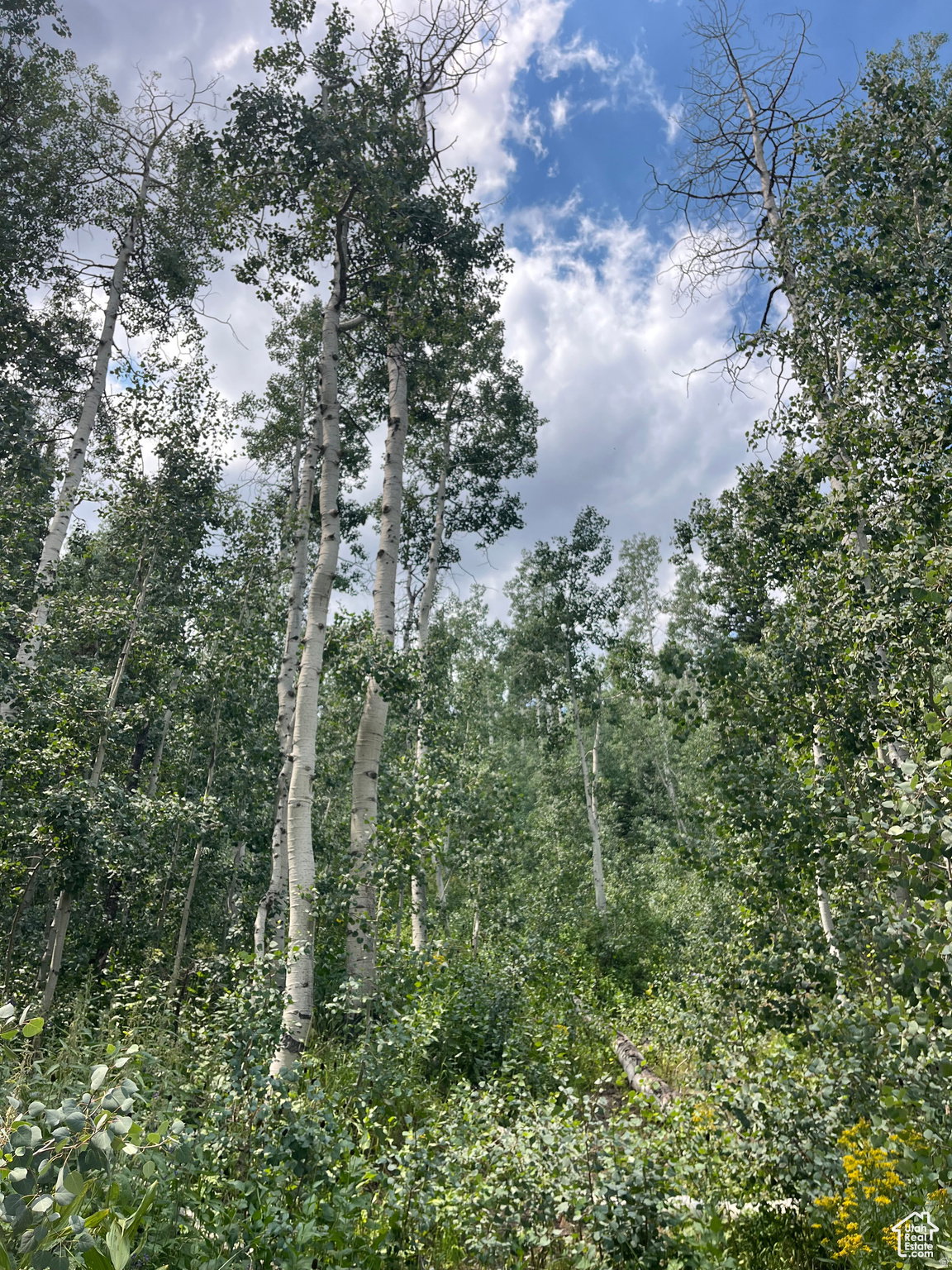Dense natural foliage featuring numerous tall, mature trees