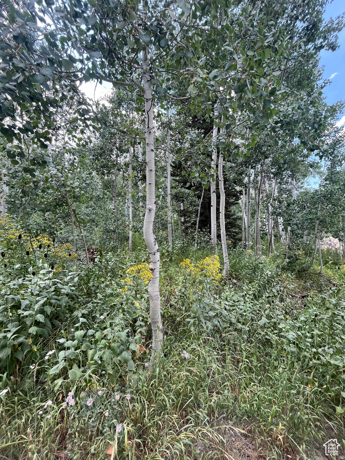 Aspen trees, lush green foliage, and natural ground cover