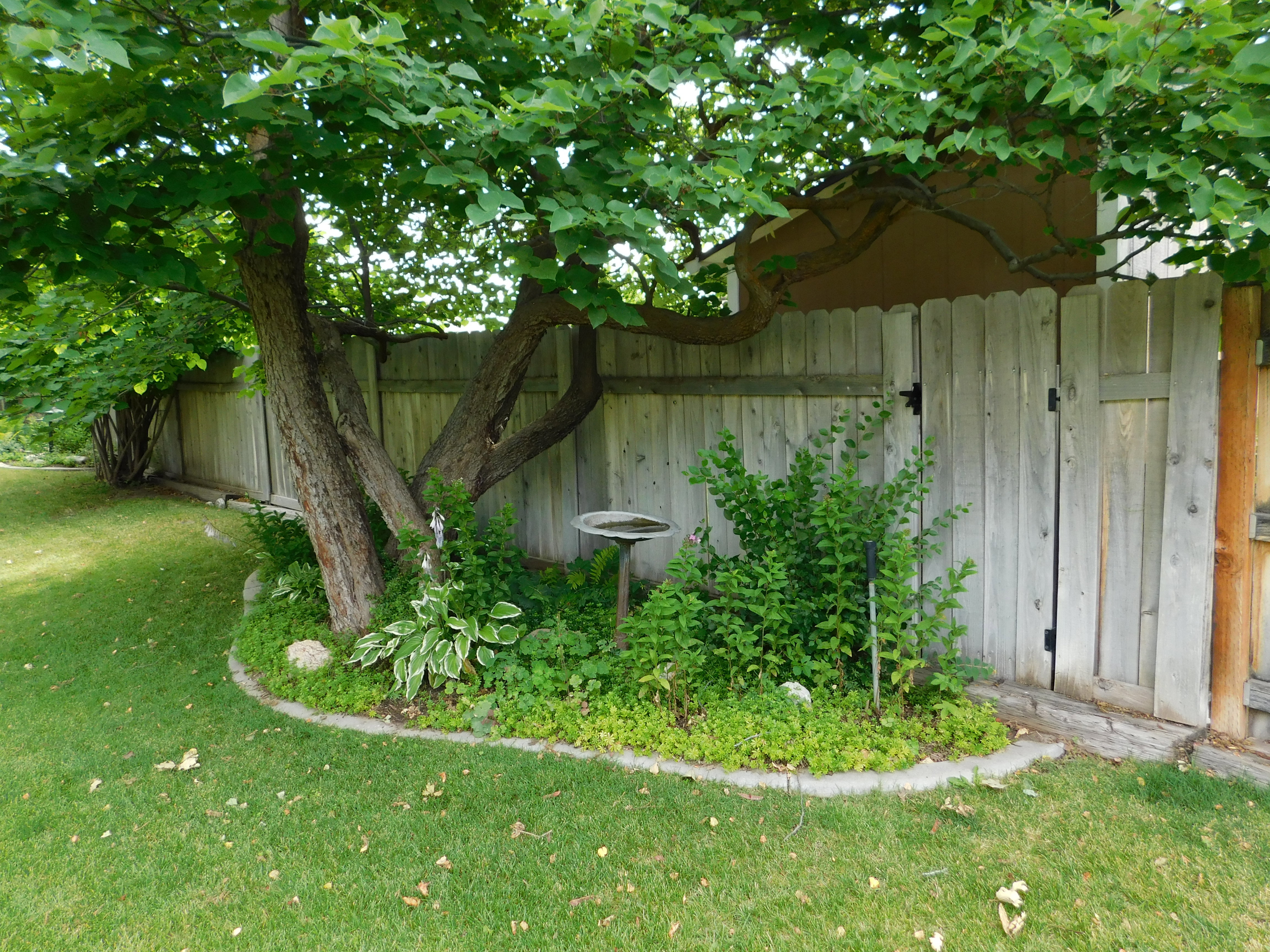 Expansive grassy yard area featuring mature shade trees, a wooden privacy fence with a functional gate, and a landscaped garden bed with various plantings and a concrete border