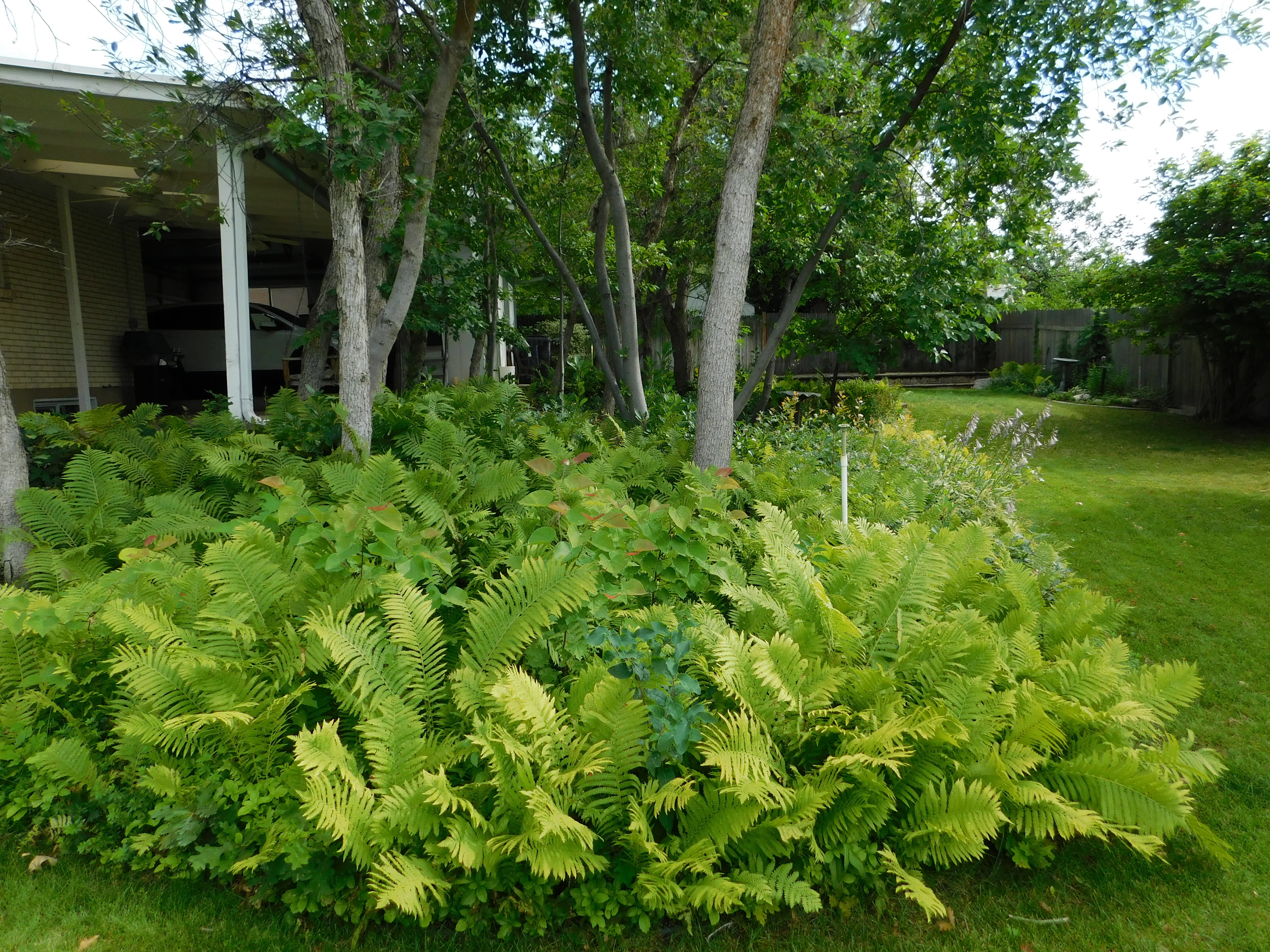 Lush green foliage with mature trees and a manicured lawn