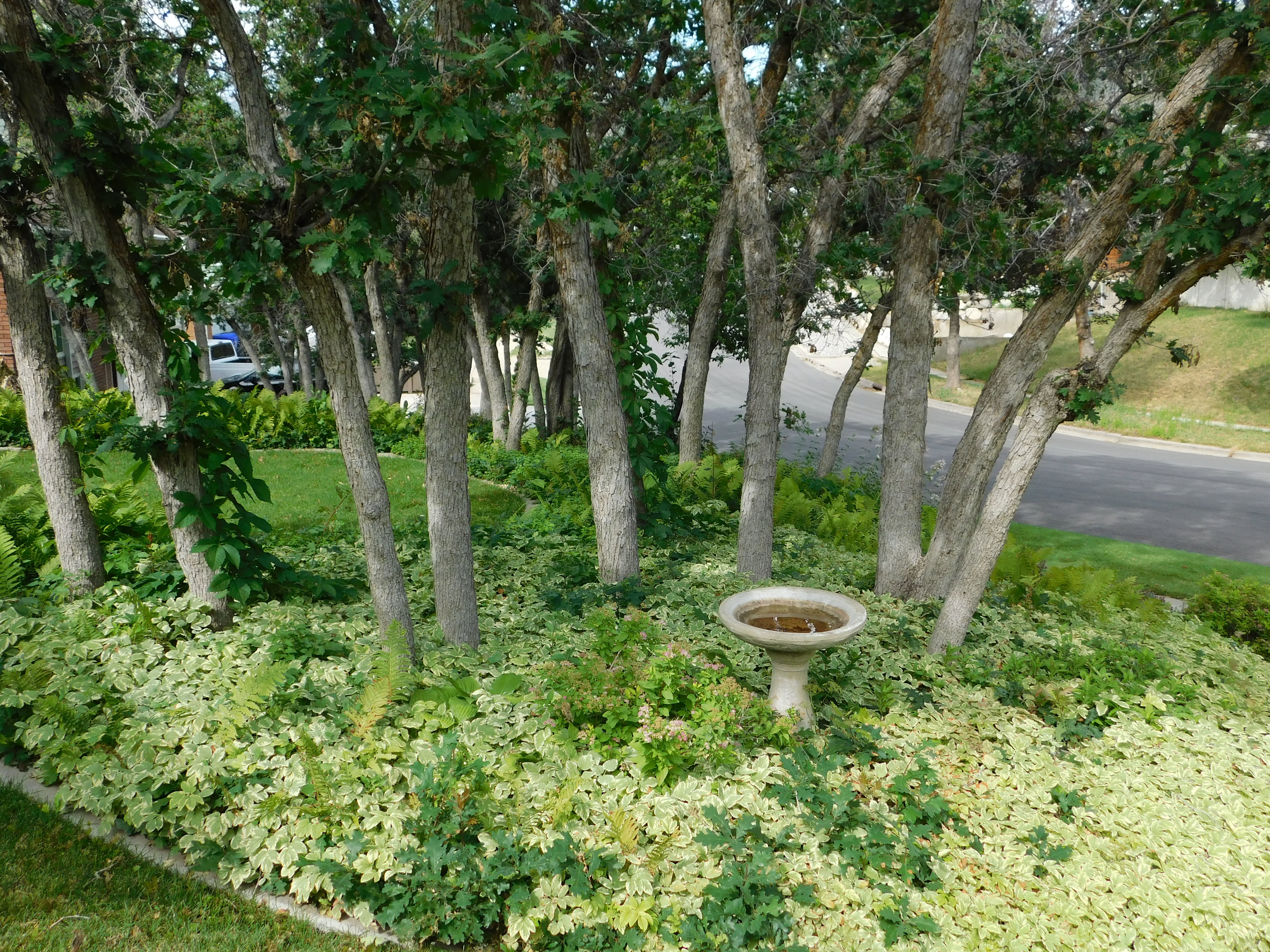 Landscaped front yard featuring multiple mature trees, ground cover, grass areas, and a stone bird bath