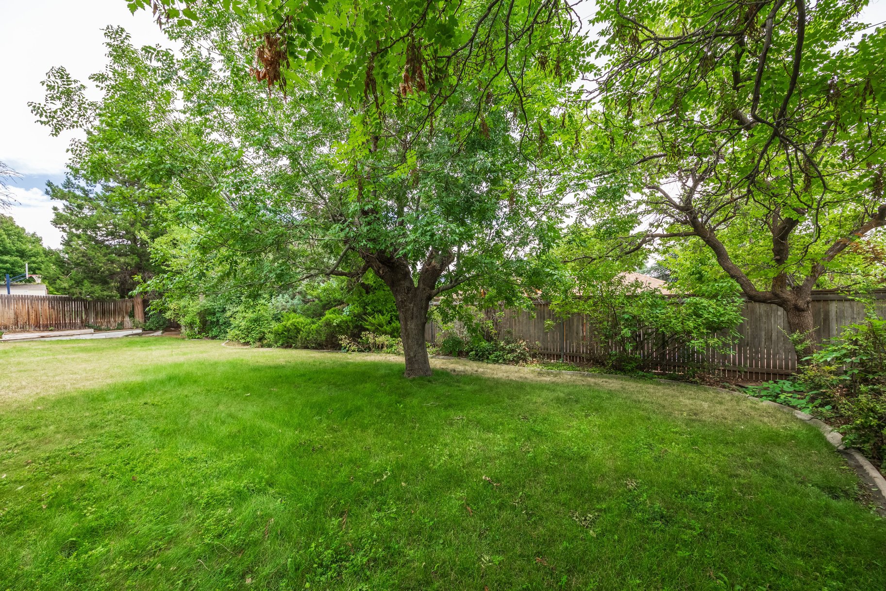 Expansive green lawn framed by mature trees, privacy fencing, and established perimeter landscaping