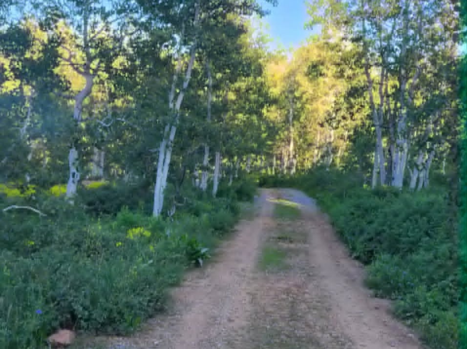 Gravel pathway lined with mature trees and lush green foliage under a clear sky