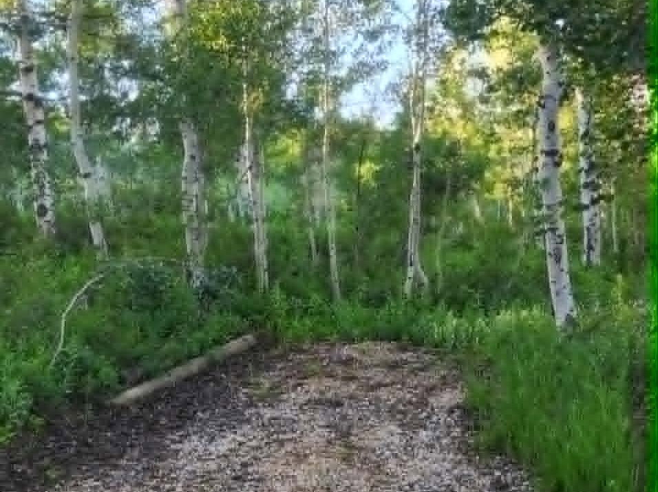 Wooded parcel featuring mature trees, natural foliage, and a gravel surface