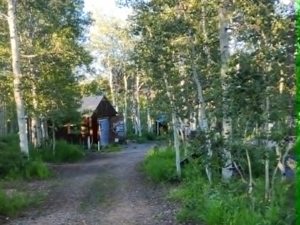 Gravel driveway surrounded by mature trees, leading to a rustic cabin with a brown facade and dark roof