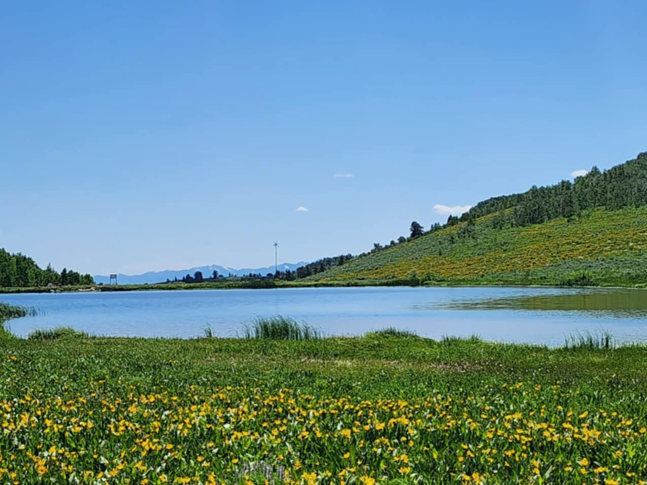 Expansive natural landscape featuring a serene body of water, rolling hills covered in lush greenery, scattered trees, and a foreground of flowering plants