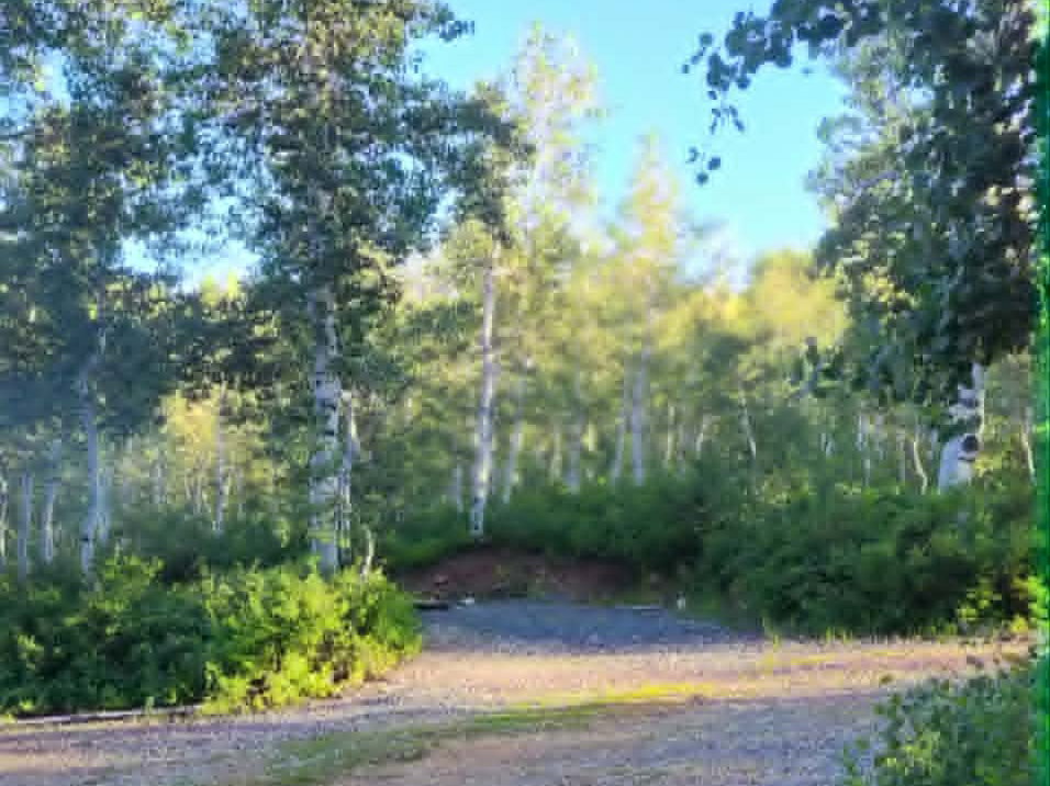 Gravel driveway bordered by natural foliage