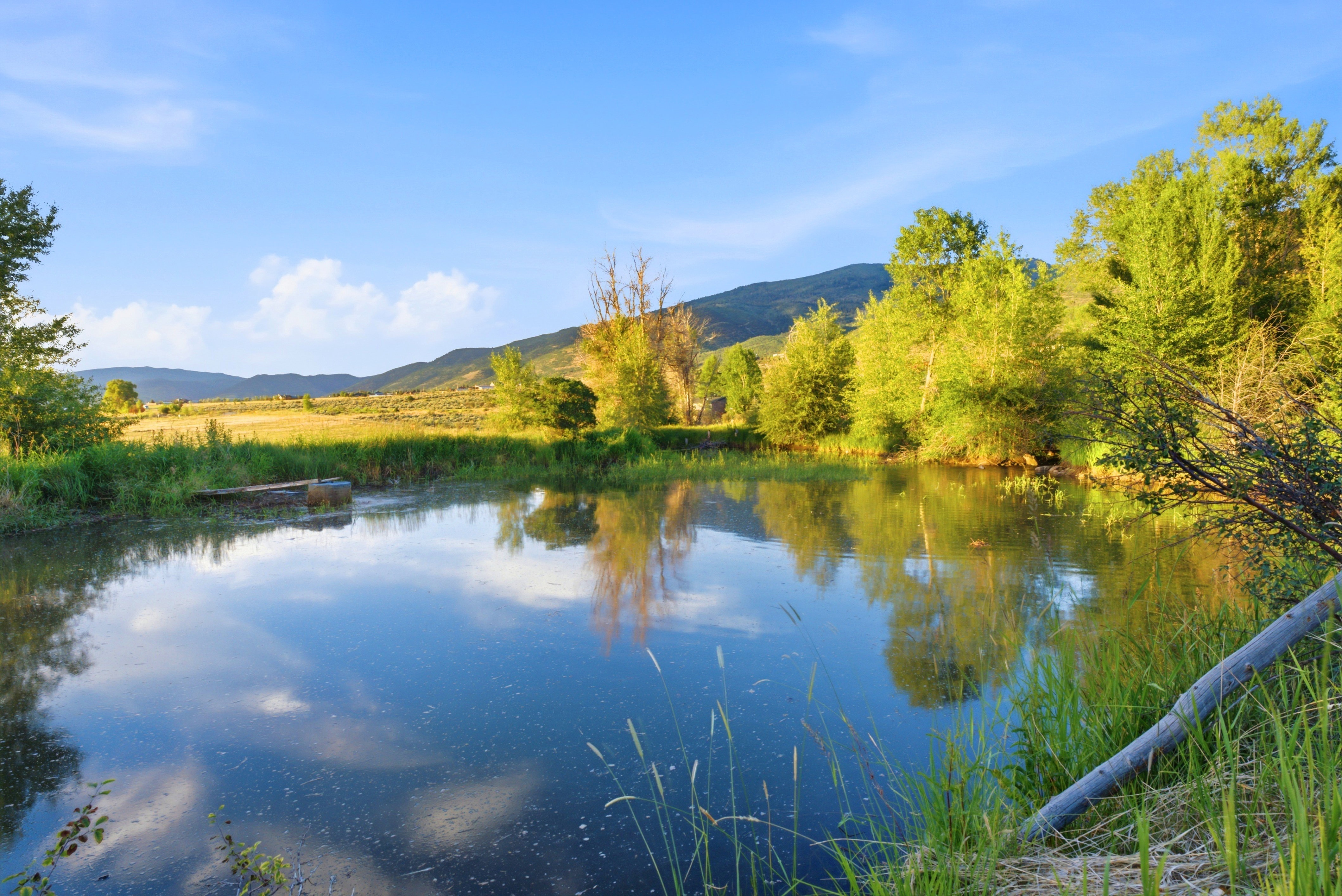 Natural pond featuring lush green vegetation and surrounding mature trees