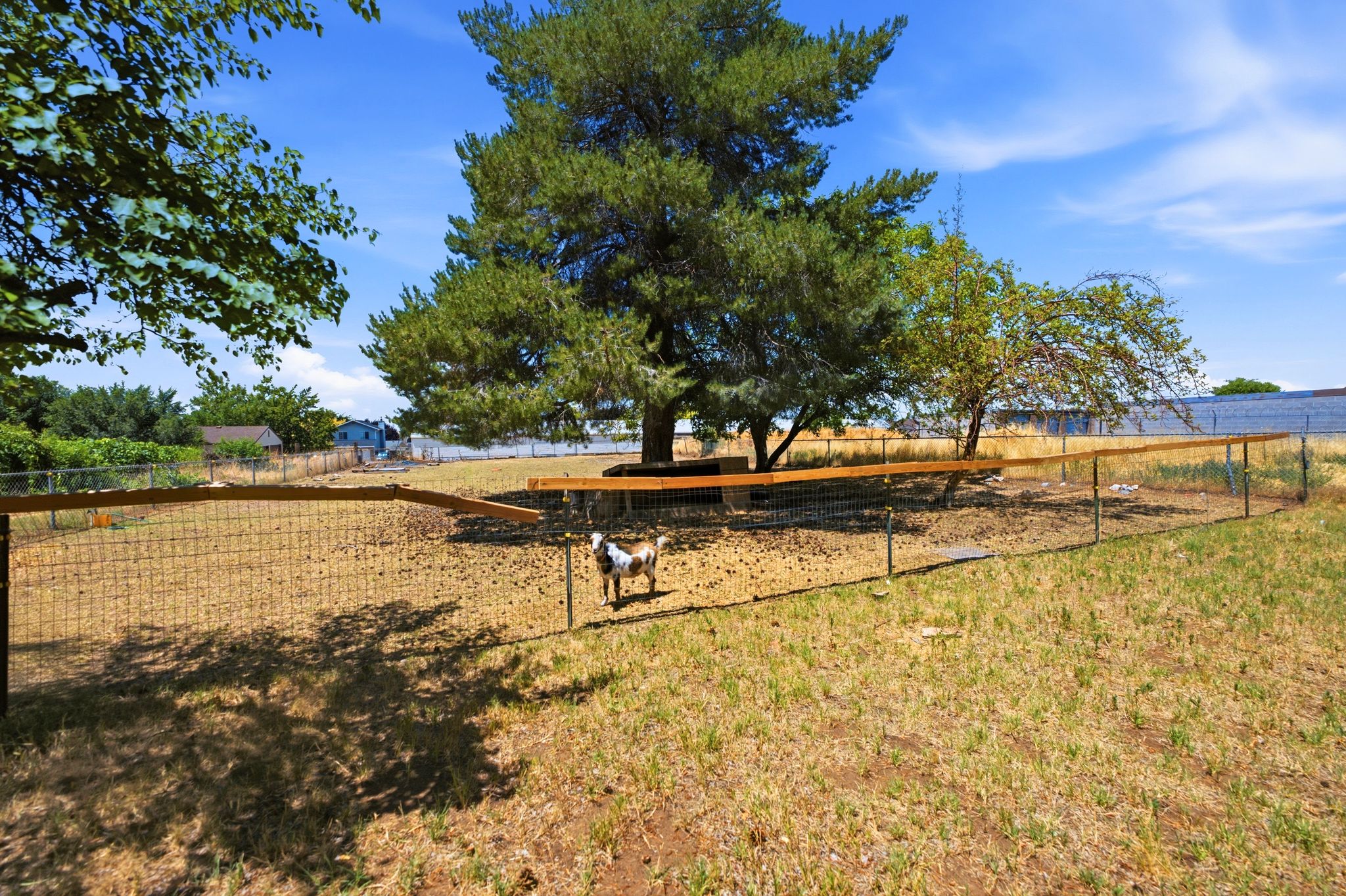 Expansive outdoor area featuring a large mature tree, perimeter fencing, and open ground space
