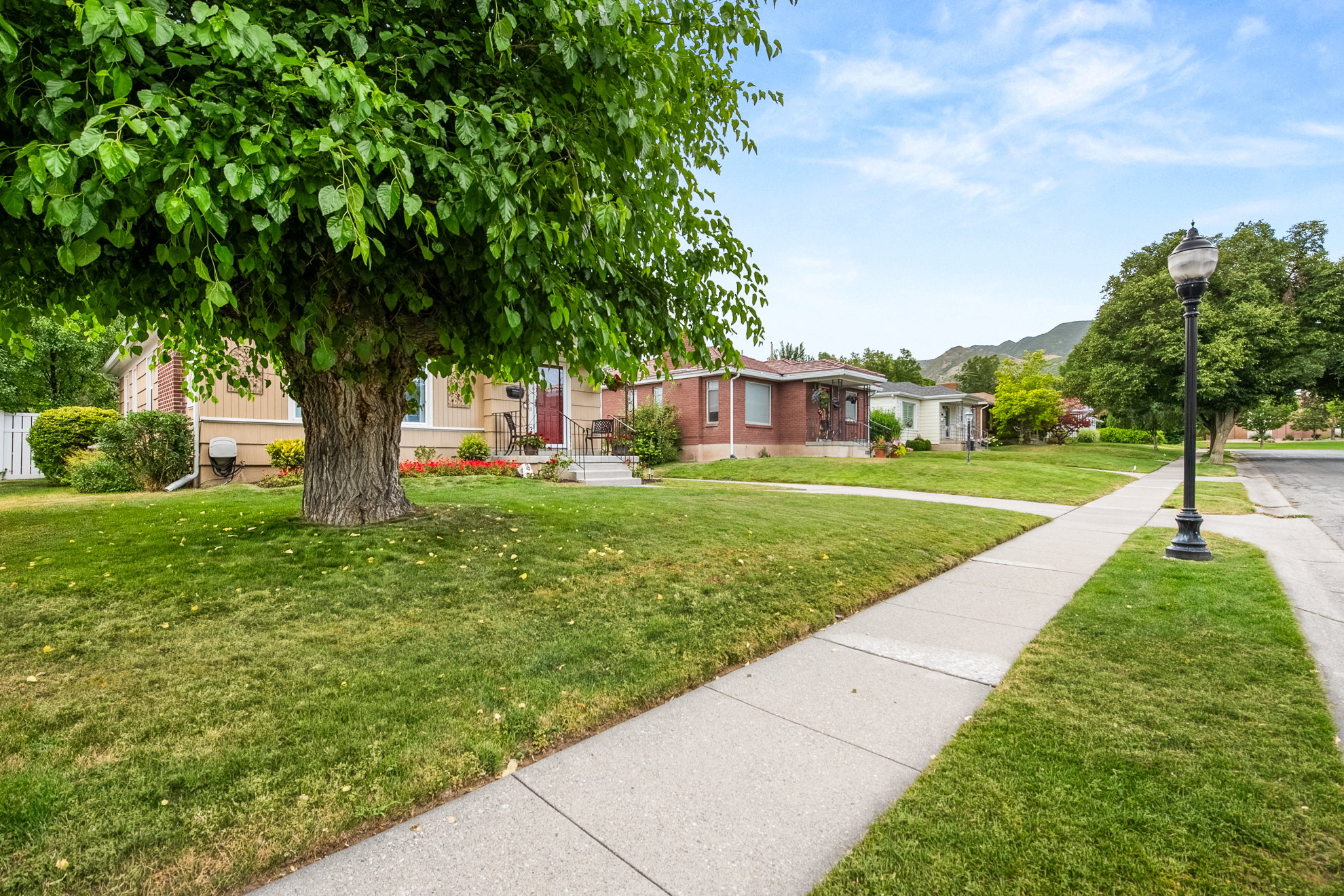 Expansive front yard featuring a mature shade tree, manicured lawn, and concrete sidewalk