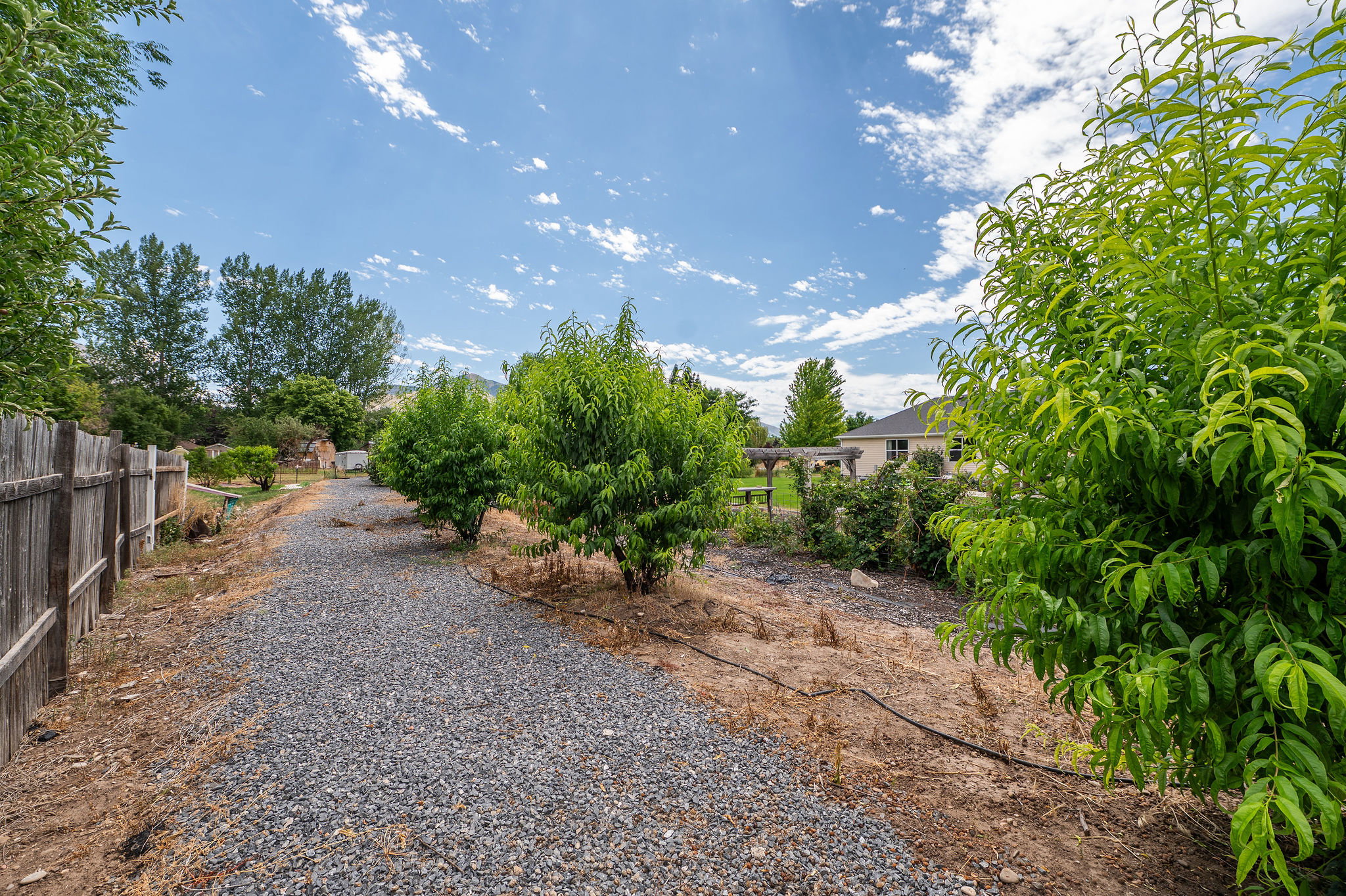 Gravel pathway alongside a wooden fence, bordered by established fruit trees
