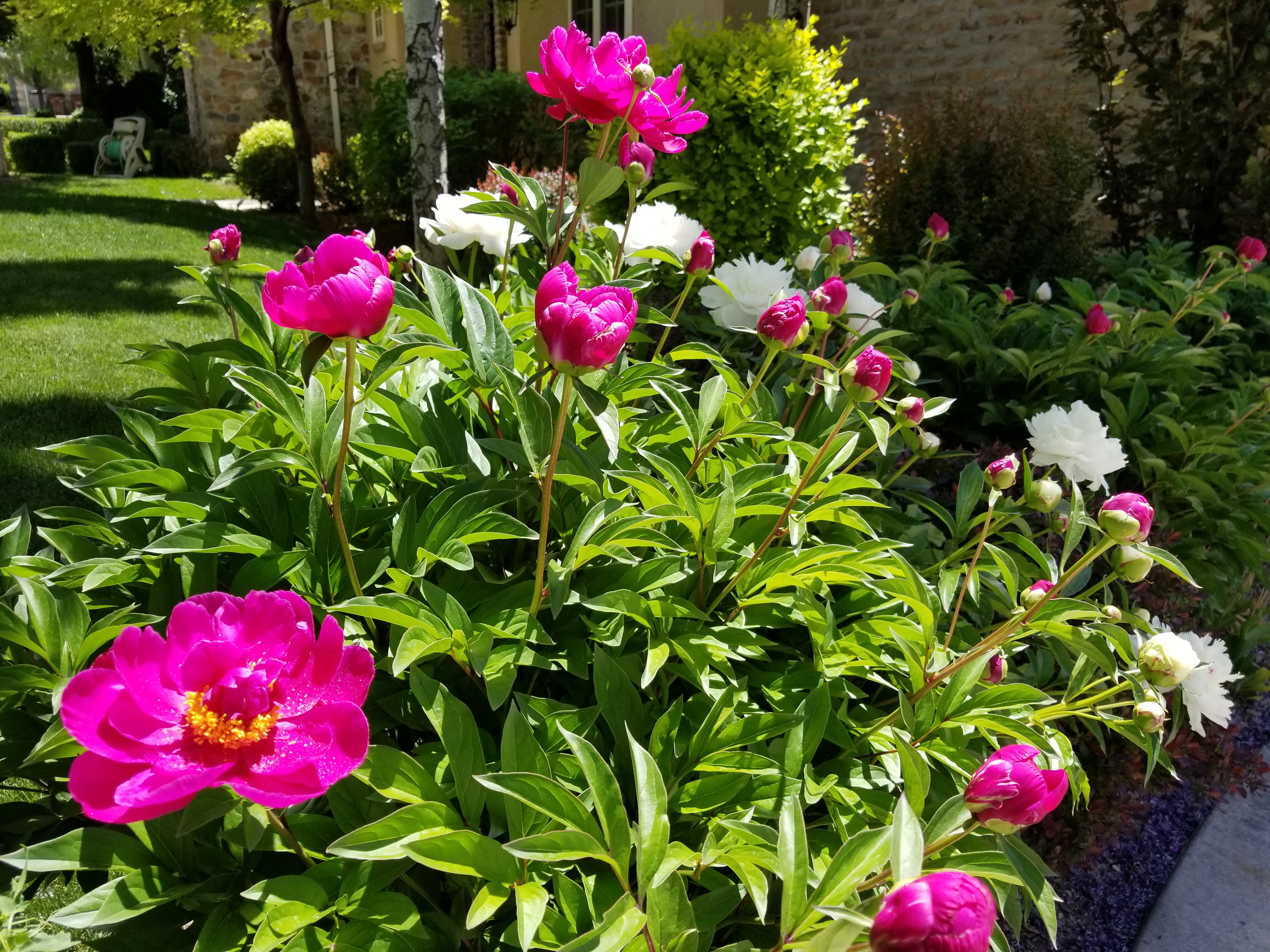 Vibrant garden bed featuring fuchsia and white blooming peonies, lush green foliage, and verdant lawn beyond