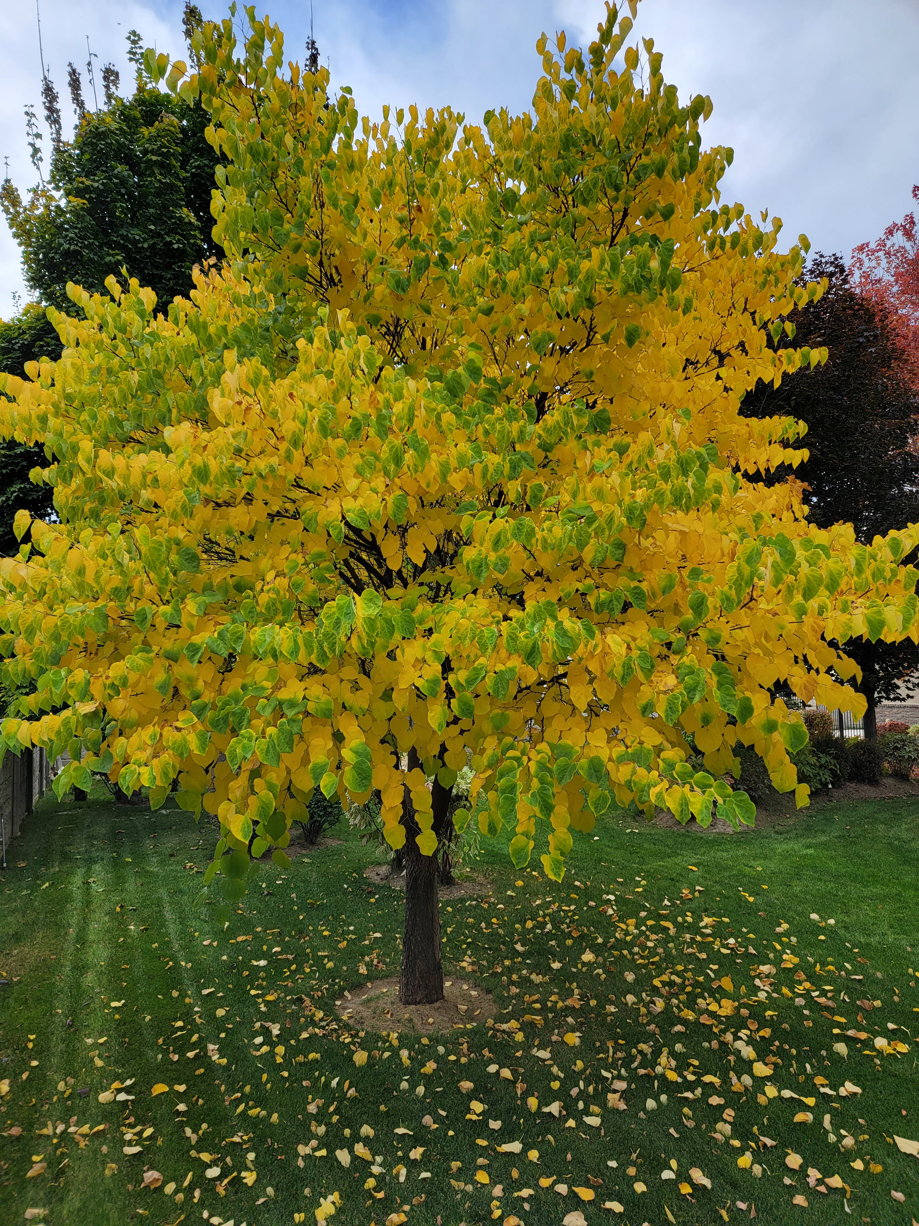 Vibrant Fall colors in back yard