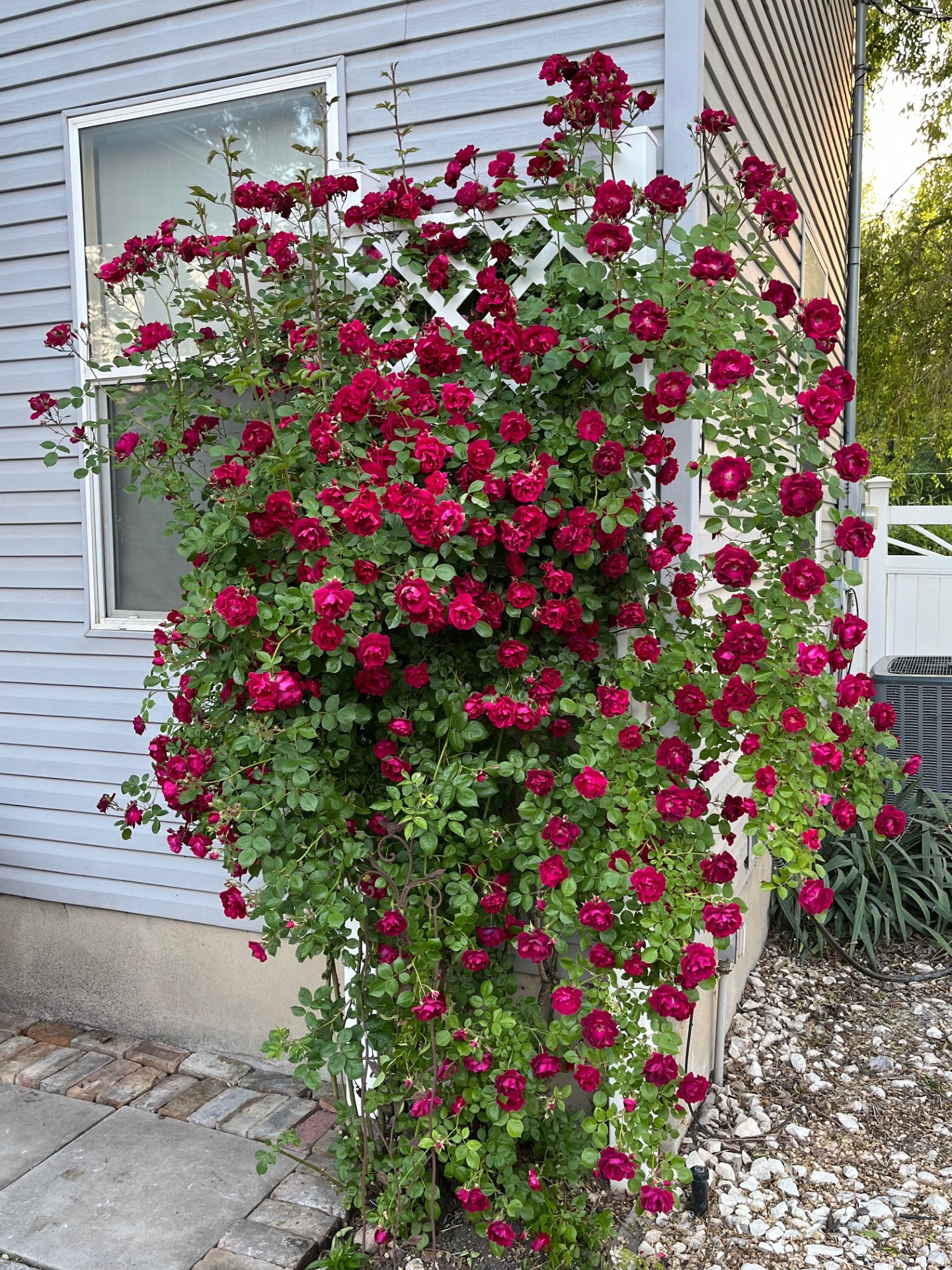Vibrant climbing roses on a white trellis