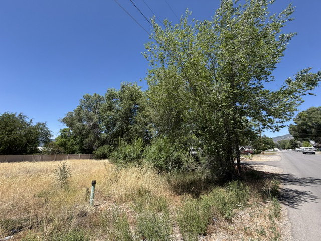 Expansive land parcel featuring mature trees, a paved roadway, and a partial perimeter fence