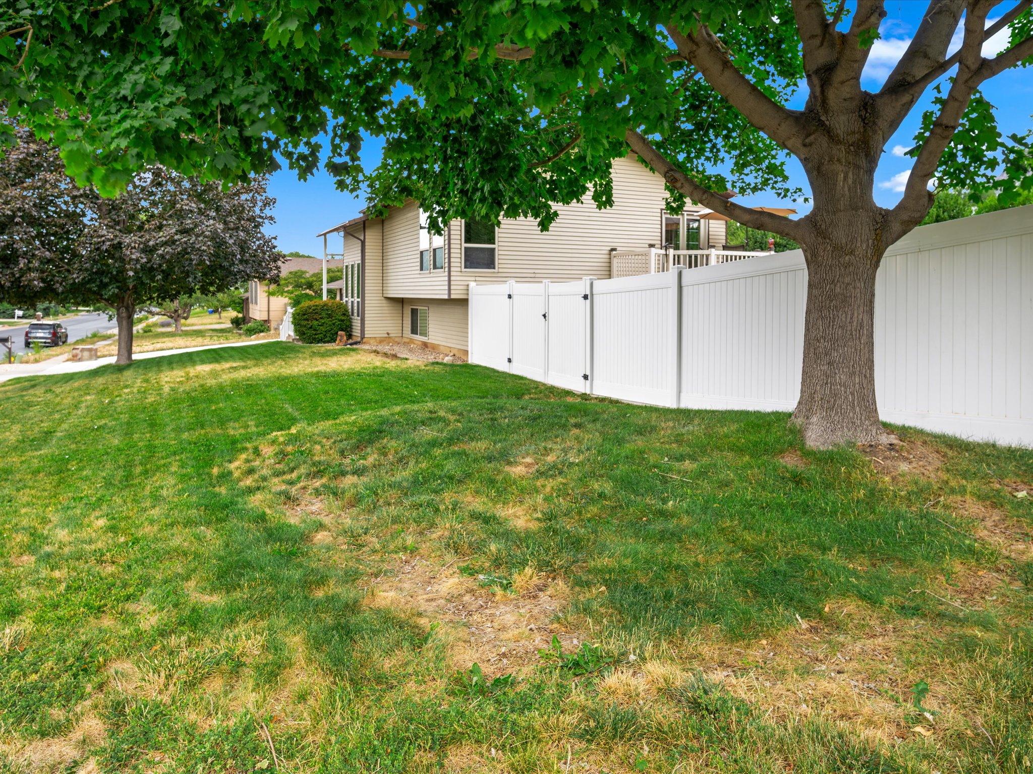 Front yard featuring a prominent shade tree, sloped lawn, and white vinyl privacy fencing