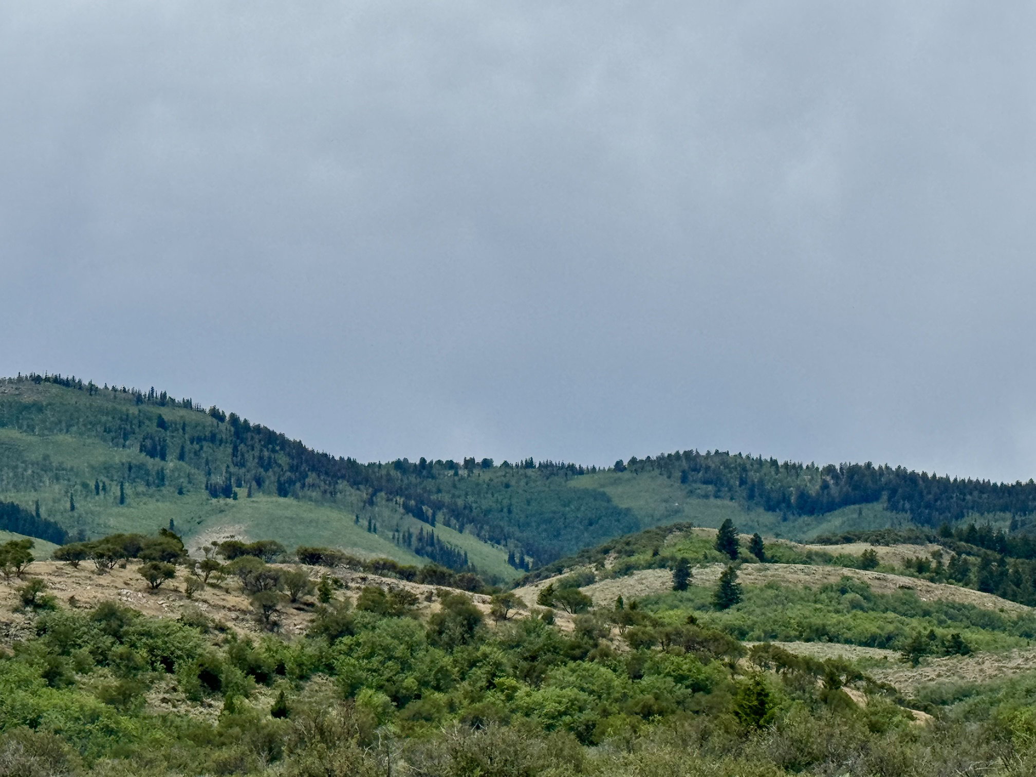 Expansive mountain landscape featuring varied vegetation, including mature trees and dense foliage across rolling hills