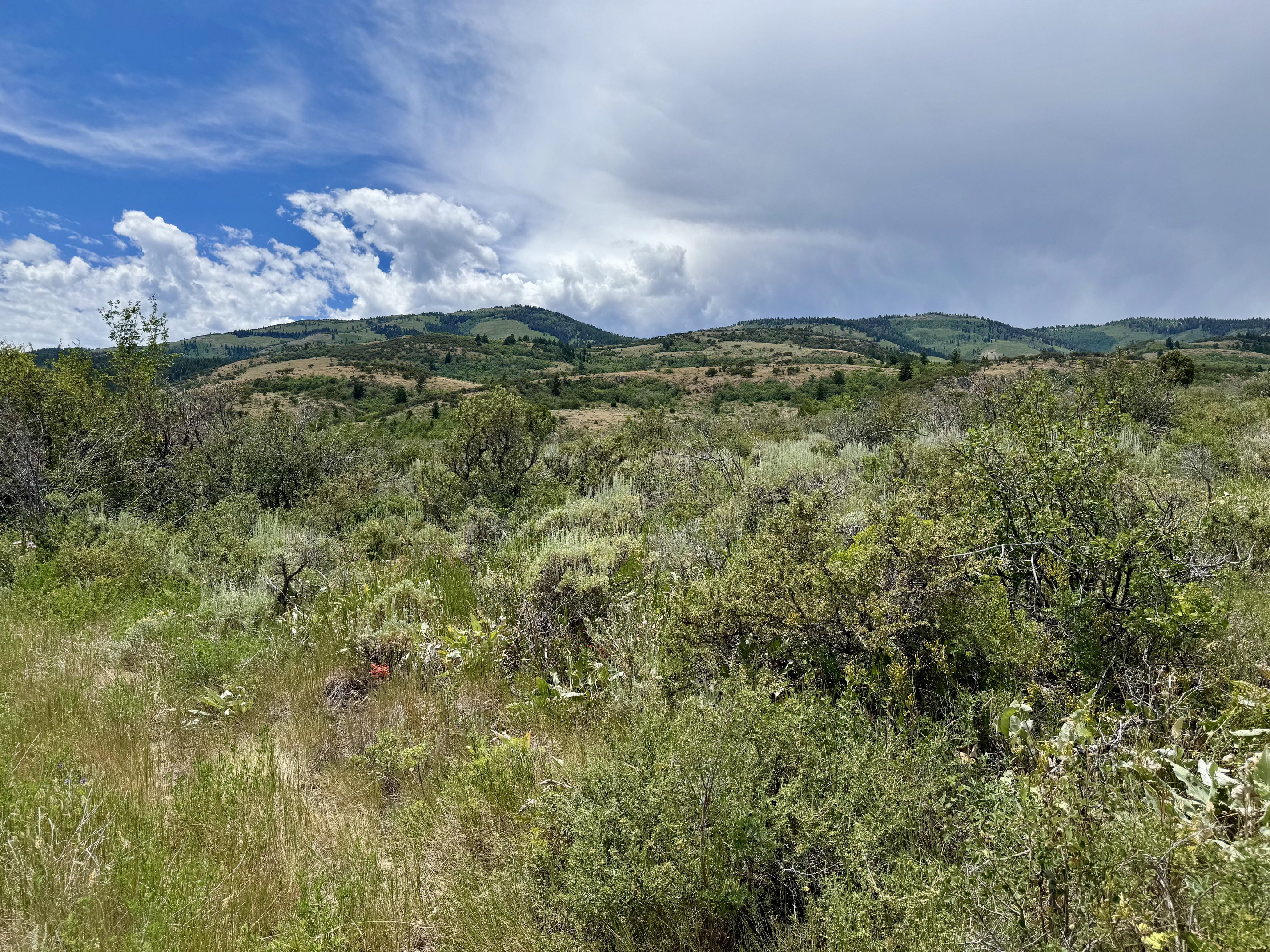 Expansive natural landscape featuring rolling hills and varied vegetation