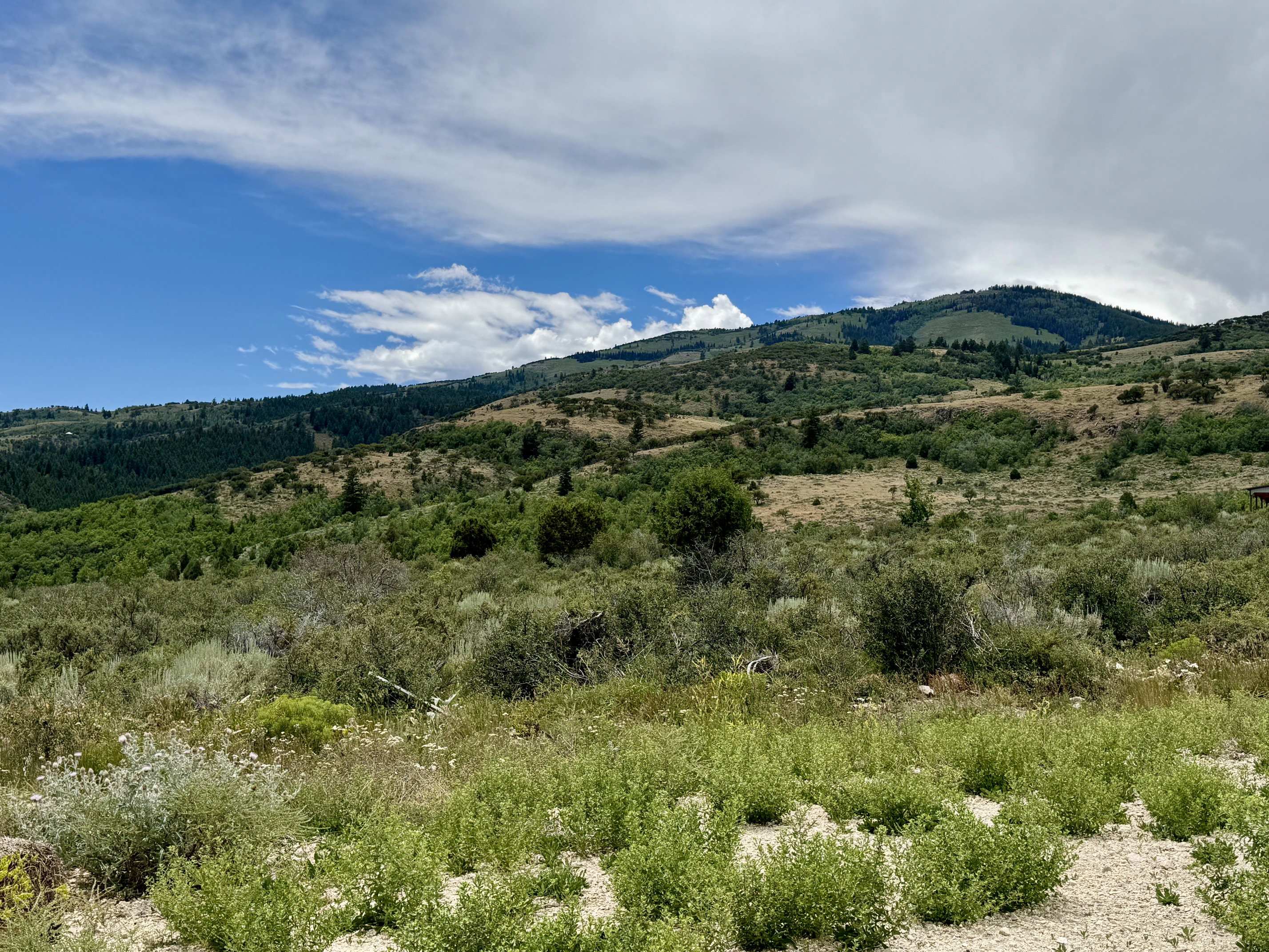 Expansive natural landscape featuring rolling hills, diverse foliage, and a broad sky