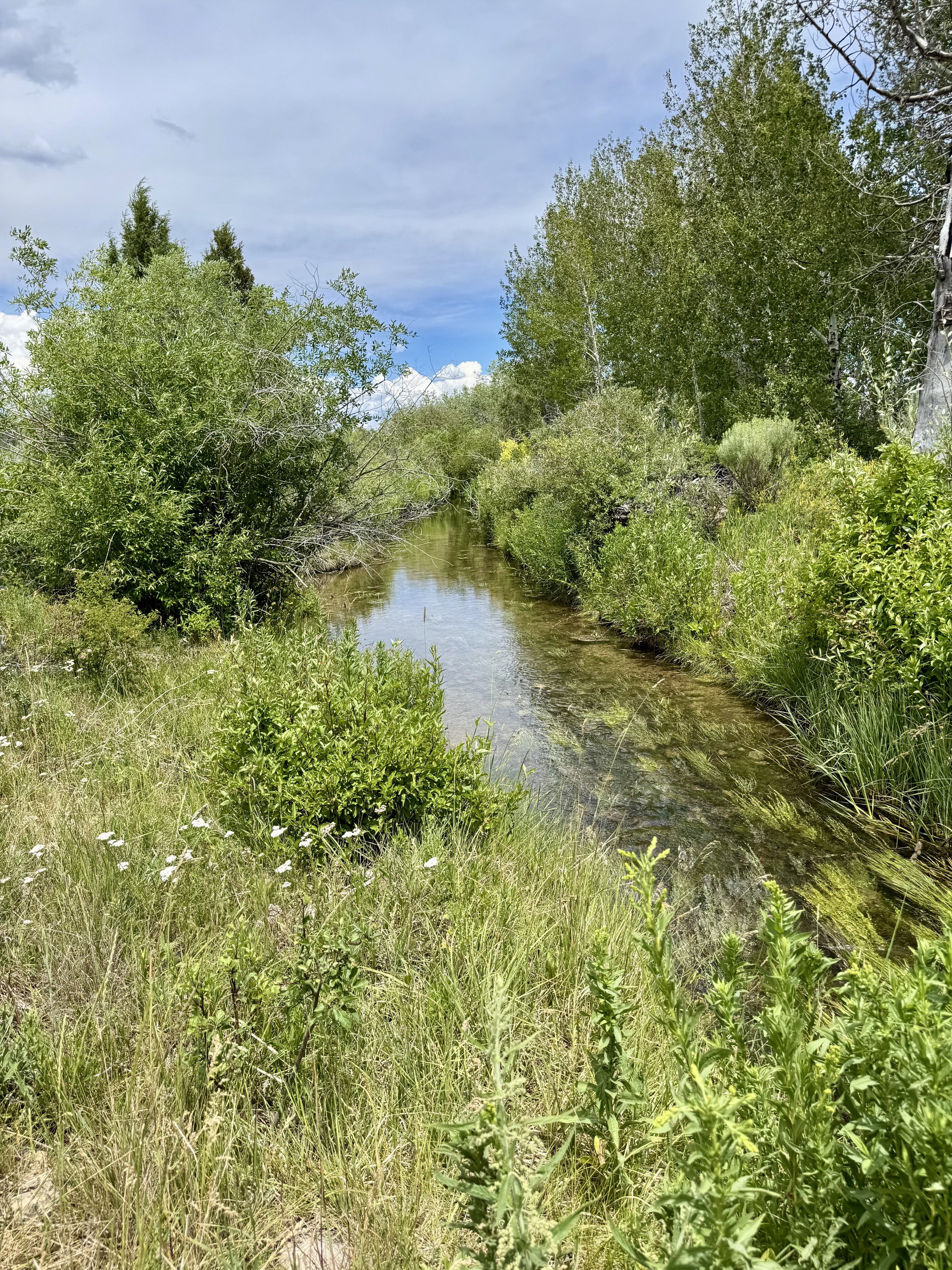 Natural water feature bordered by abundant green foliage and mature trees