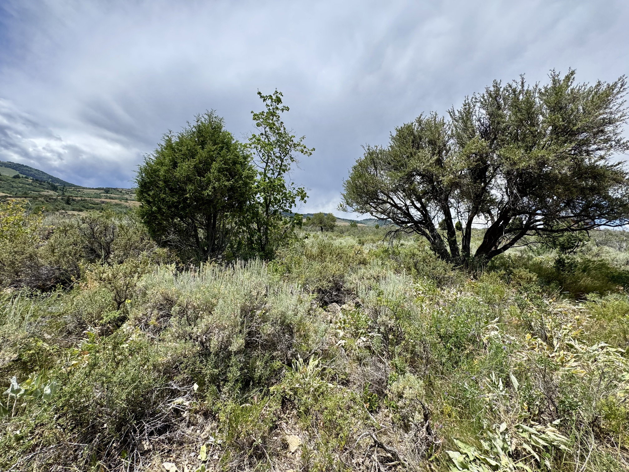 Expansive natural landscape with varied vegetation, including mature trees and native shrubs, set against a mountainous backdrop
