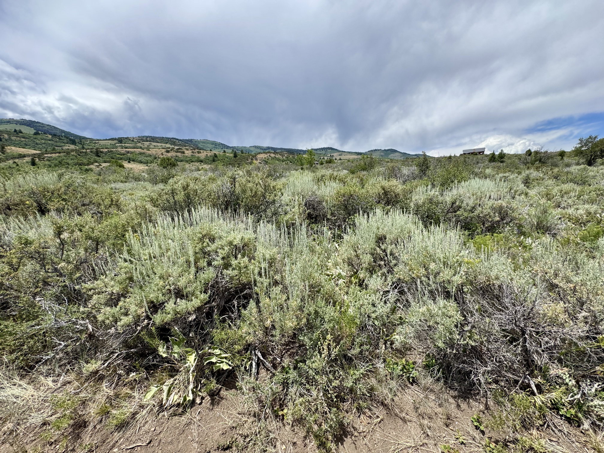 Expansive landscape featuring diverse natural vegetation and distant rolling hills