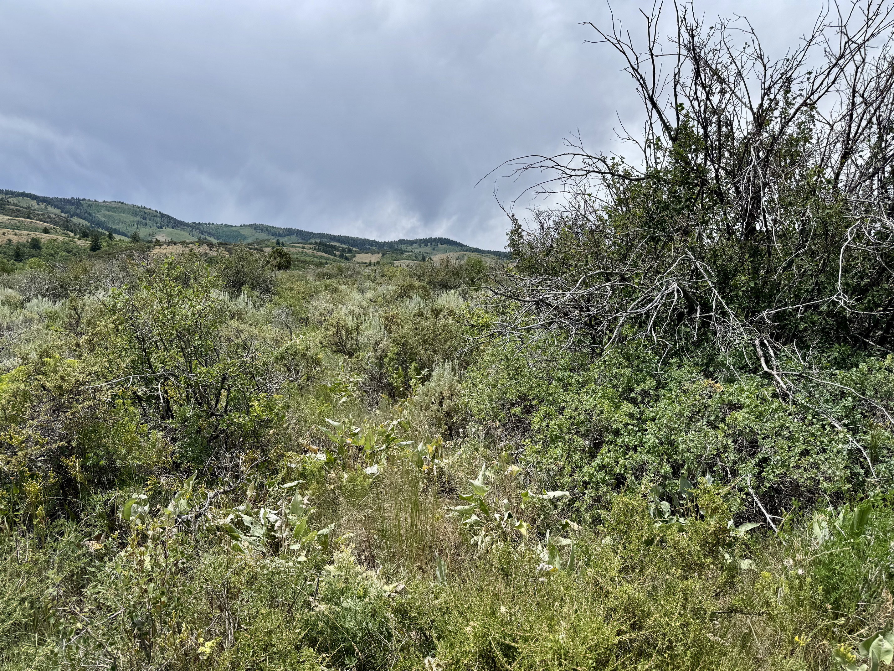 Expansive natural landscape featuring diverse shrubbery and distant rolling hills