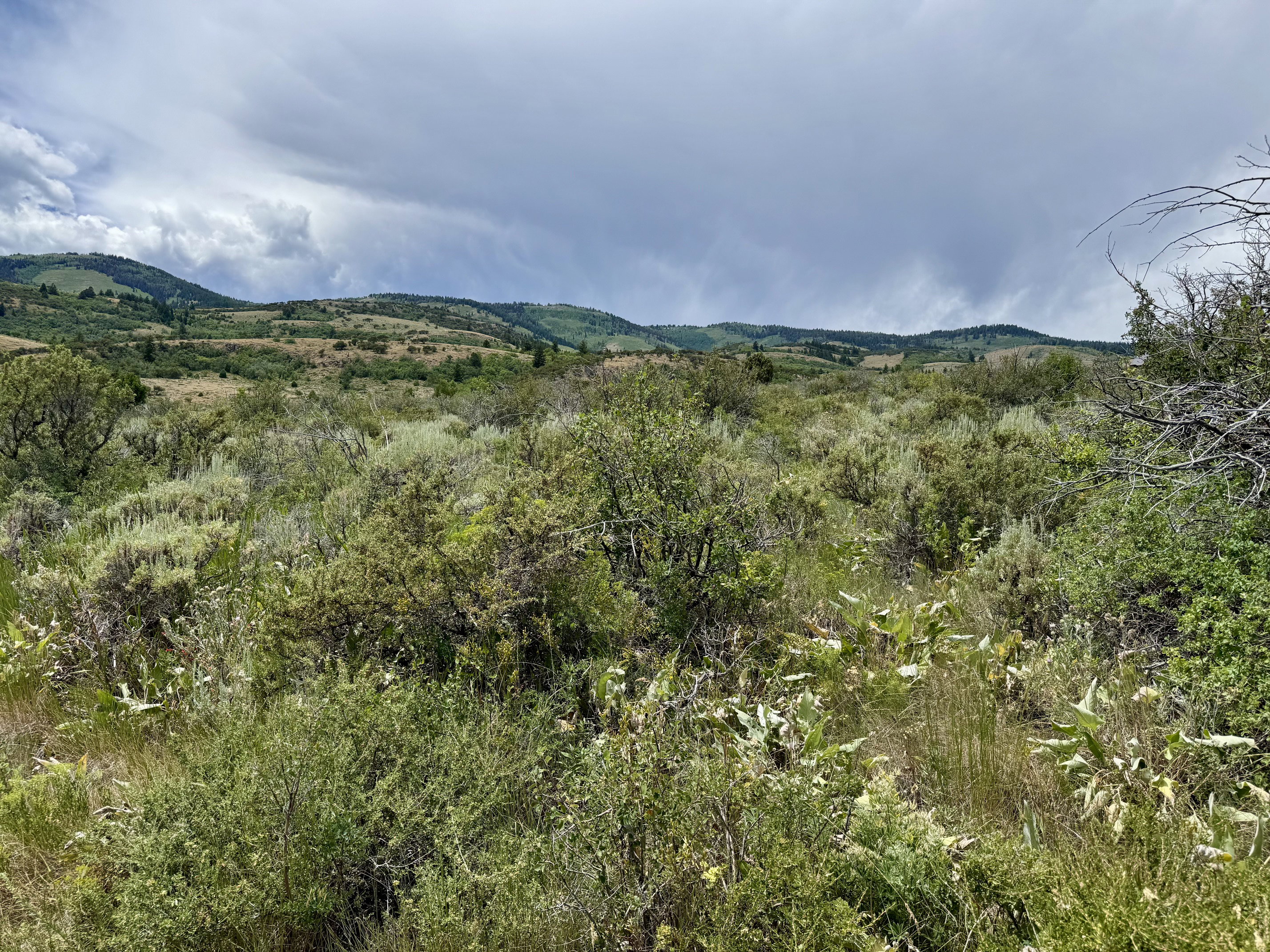 Expansive natural landscape featuring rolling hills, varied vegetation, and distant tree lines under a cloudy sky