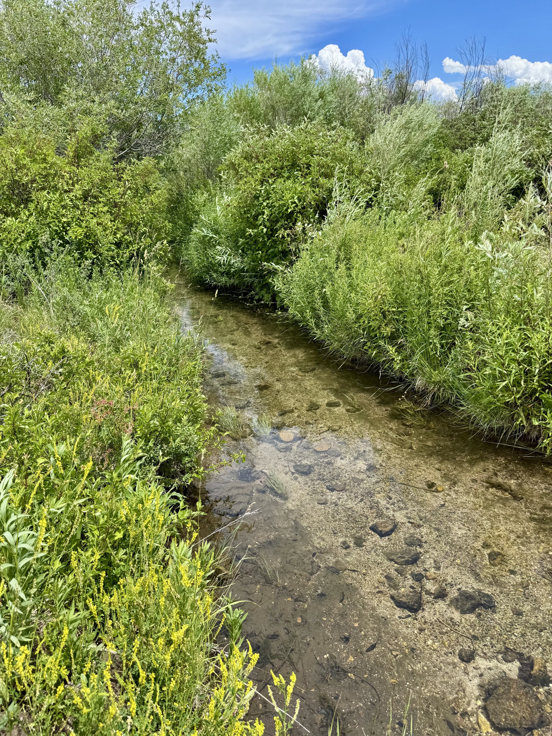 Natural stream with clear water and visible stones, surrounded by dense green foliage