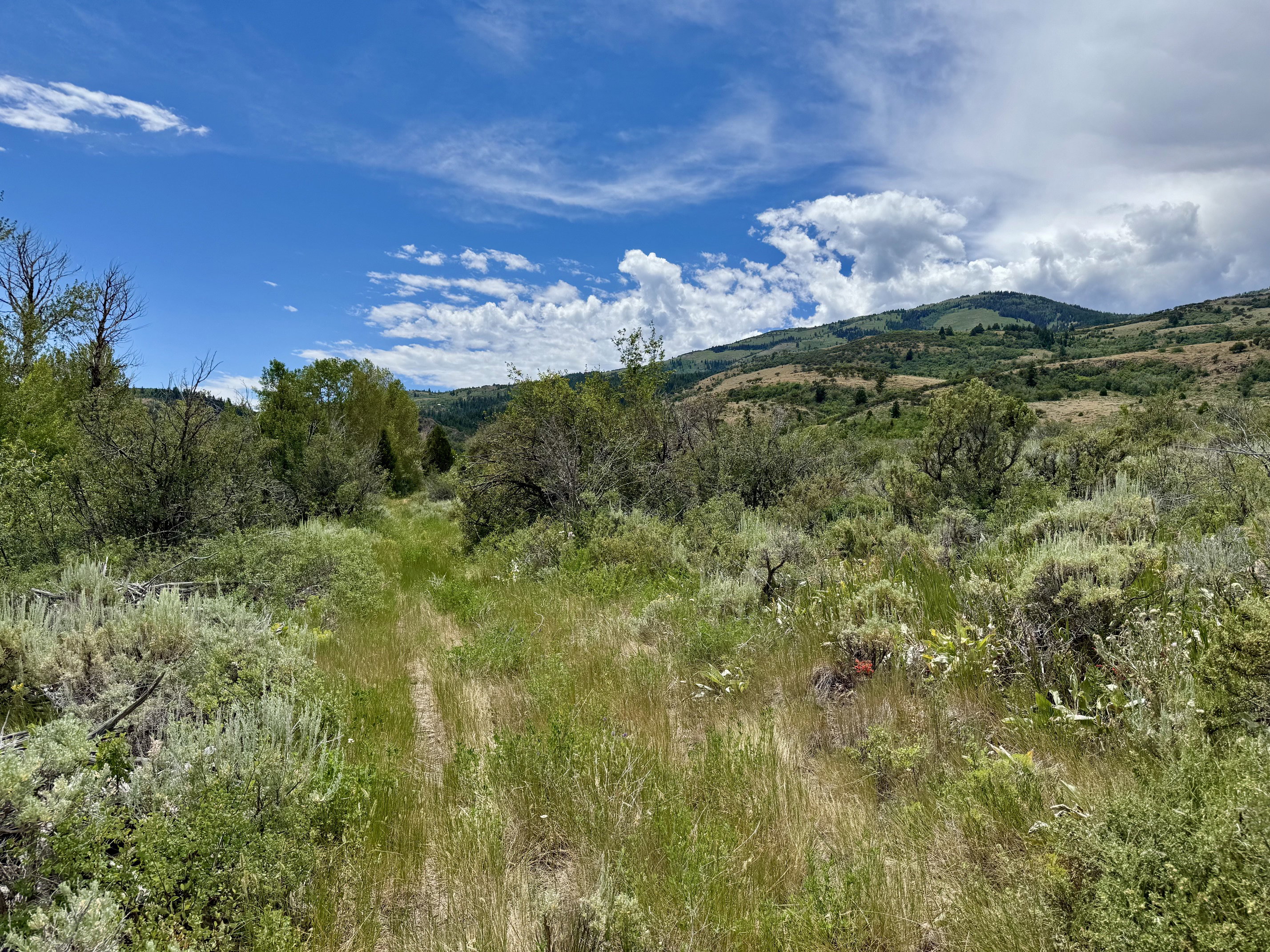 Expansive natural landscape featuring rolling hills and abundant vegetation