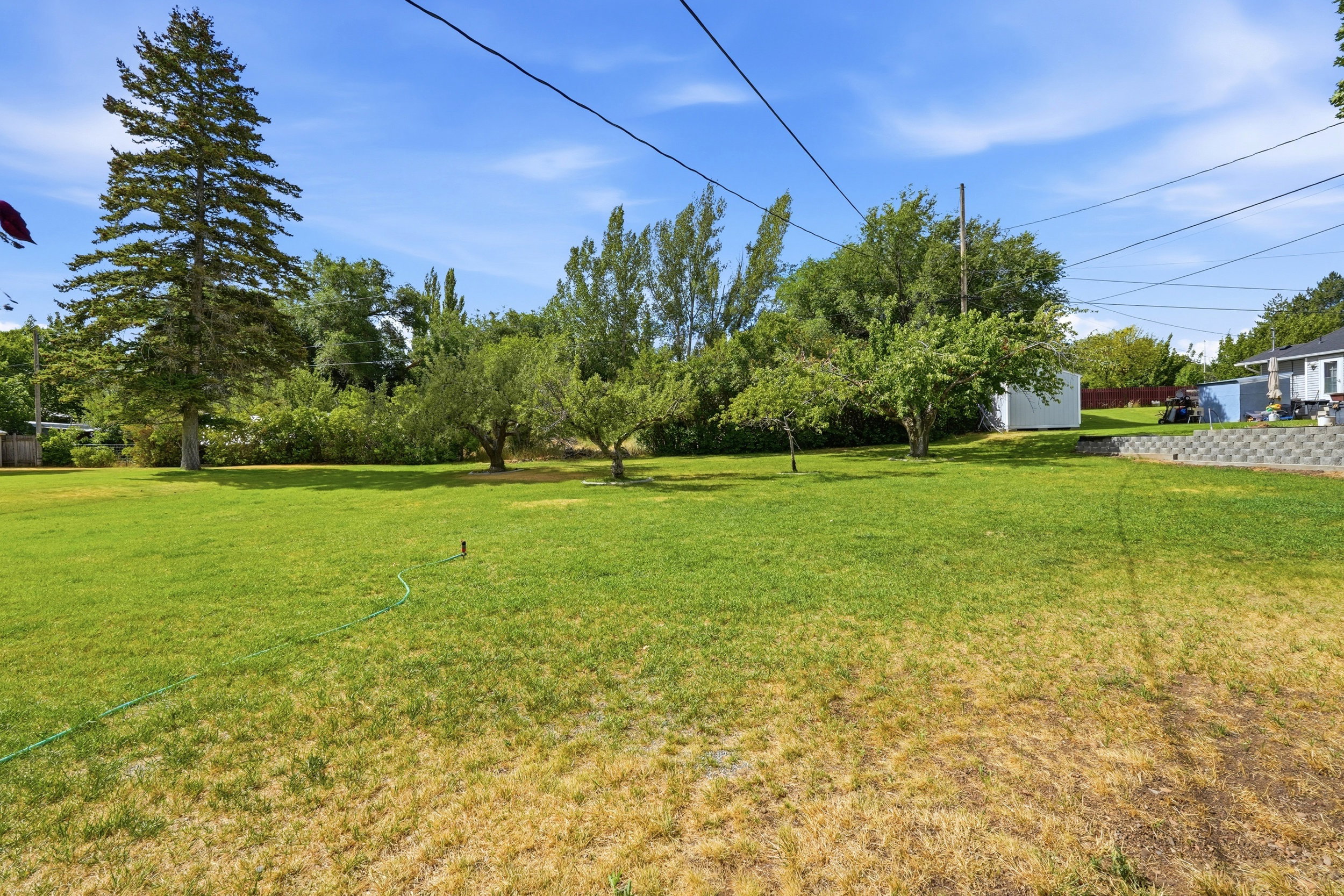 Expansive grassy yard featuring mature trees, including a tall evergreen