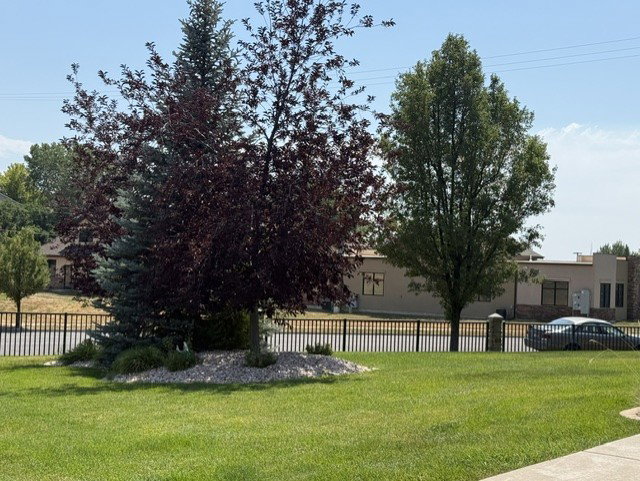 Expansive lawn area featuring mature trees and a decorative rock border