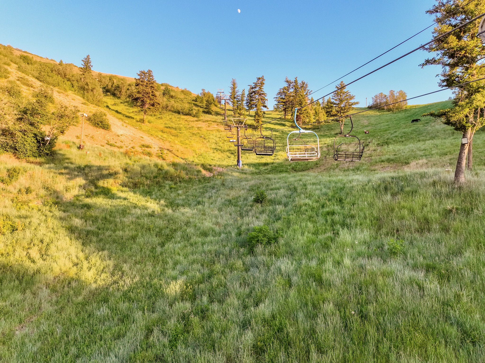 Lush green hillside featuring multiple chairlifts, mature evergreen trees, and expansive open terrain
