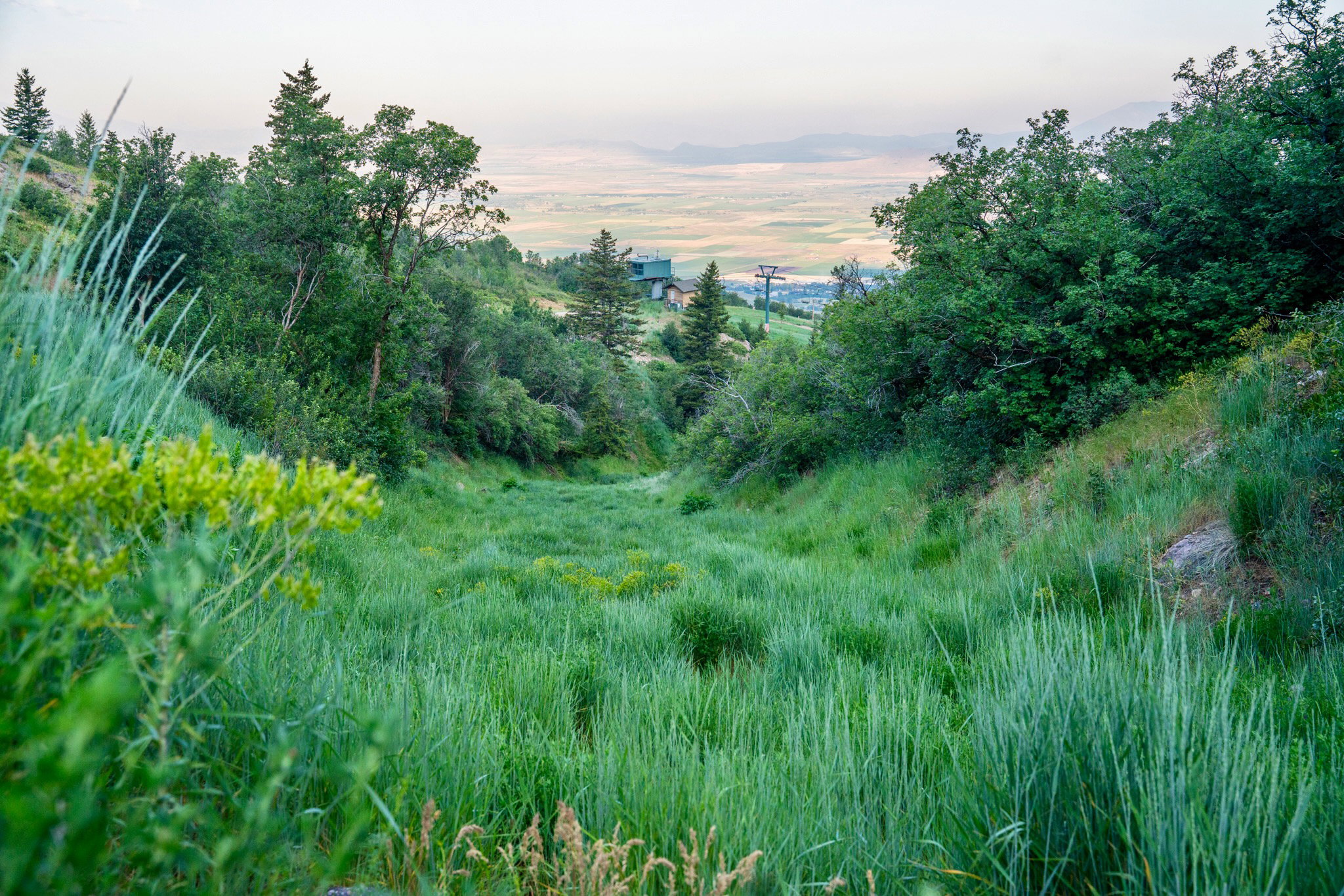 Expansive hillside property featuring diverse greenery, mature trees, and natural ground cover