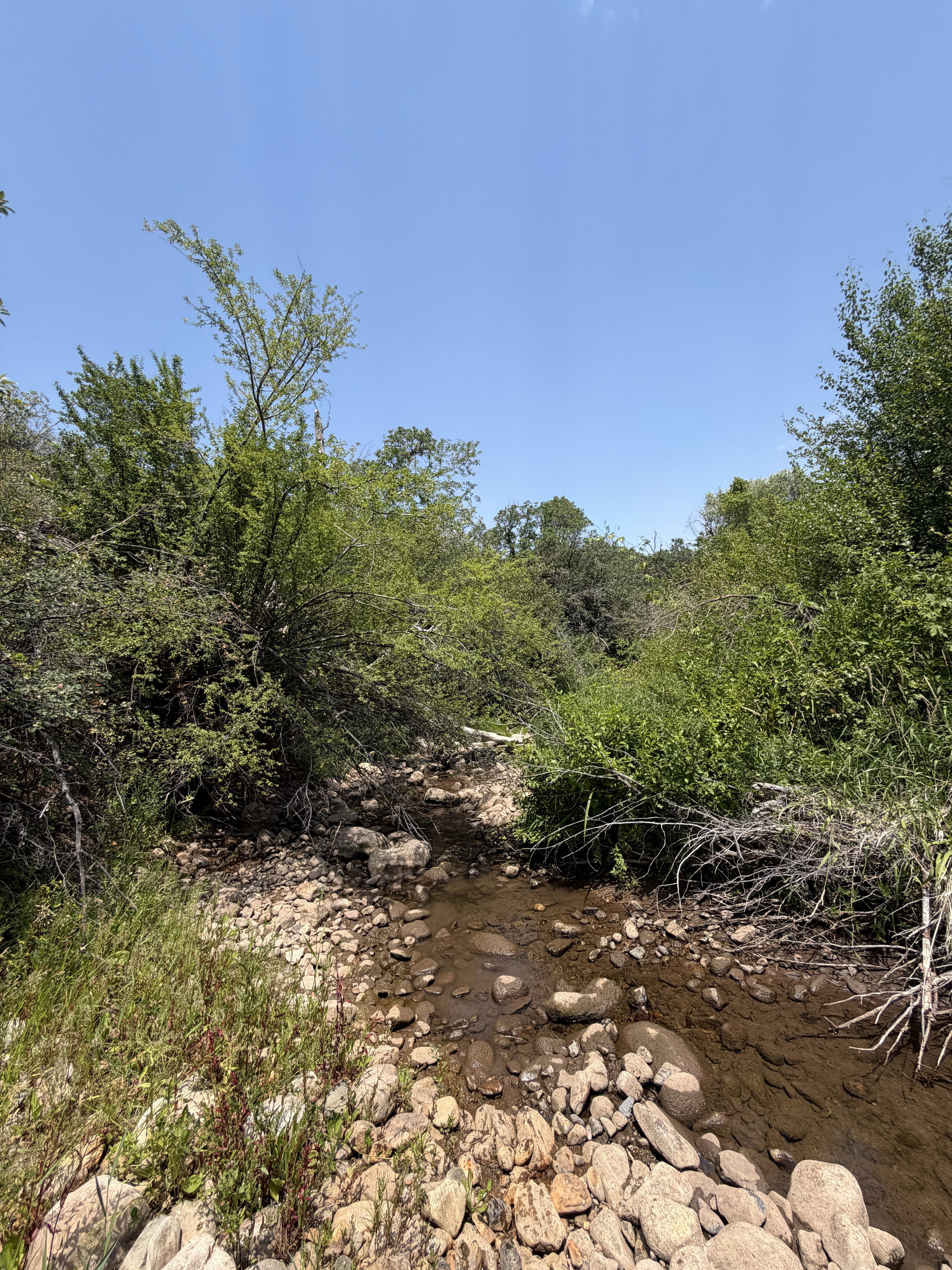 Natural water feature with a rocky bed, surrounded by abundant green foliage and mature trees under a clear blue sky