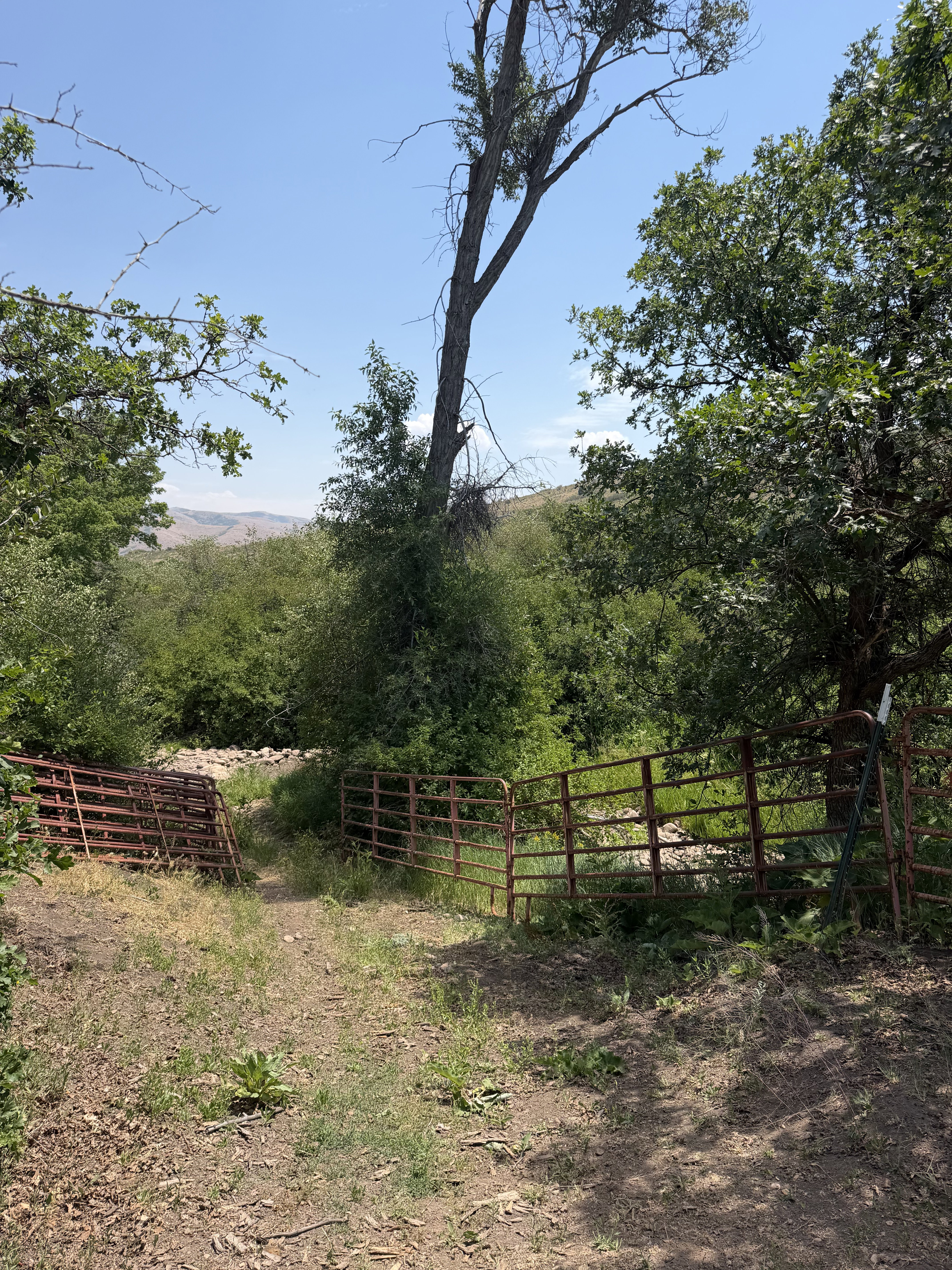 Fenced entry with dual metal gates, surrounded by mature trees and natural vegetation