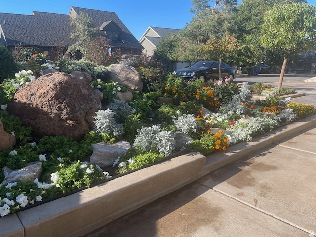 Landscaped rock garden featuring various flowering plants, established trees, and a concrete curb