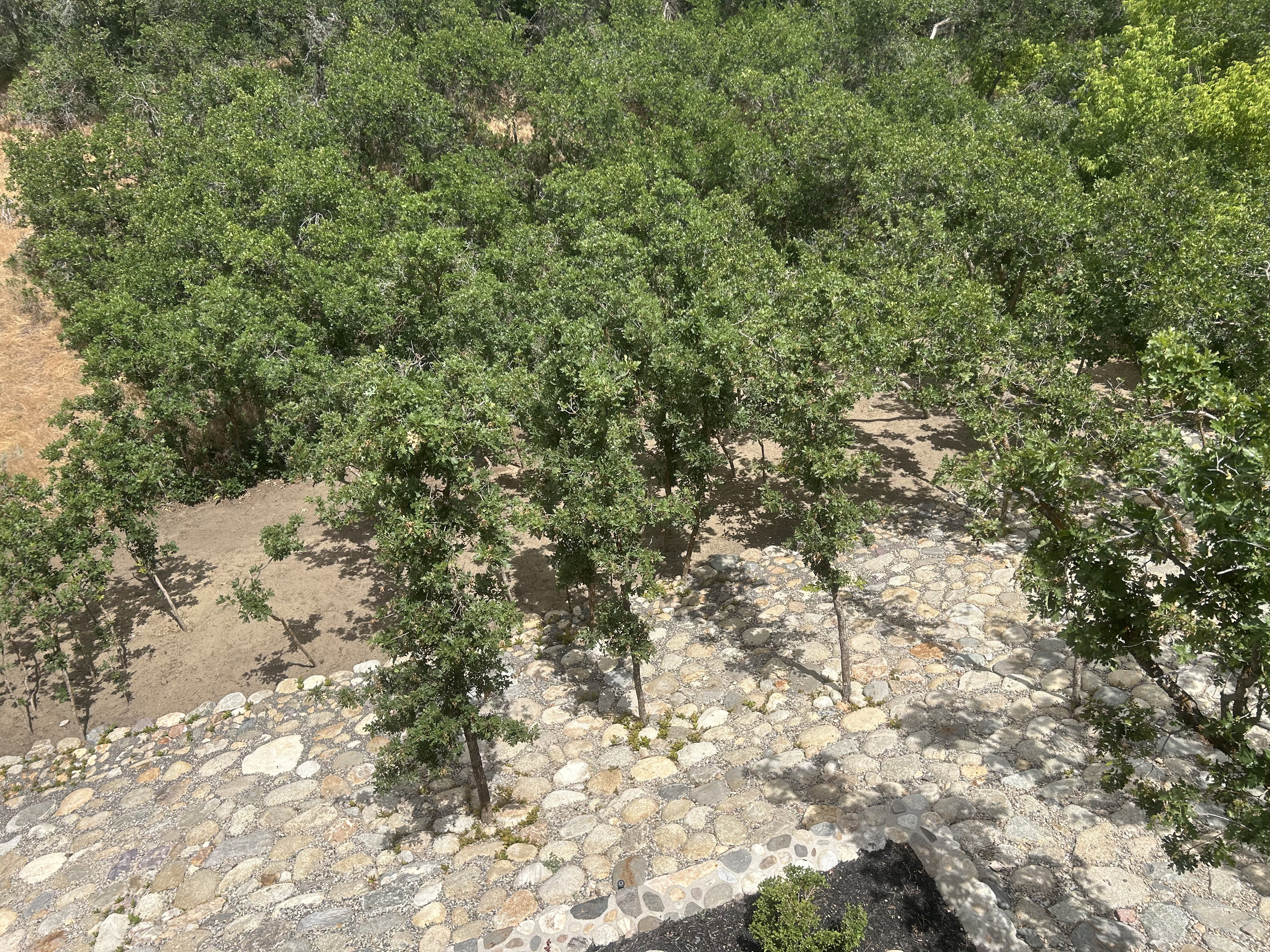 Stone and pebble hardscaping with varied foliage