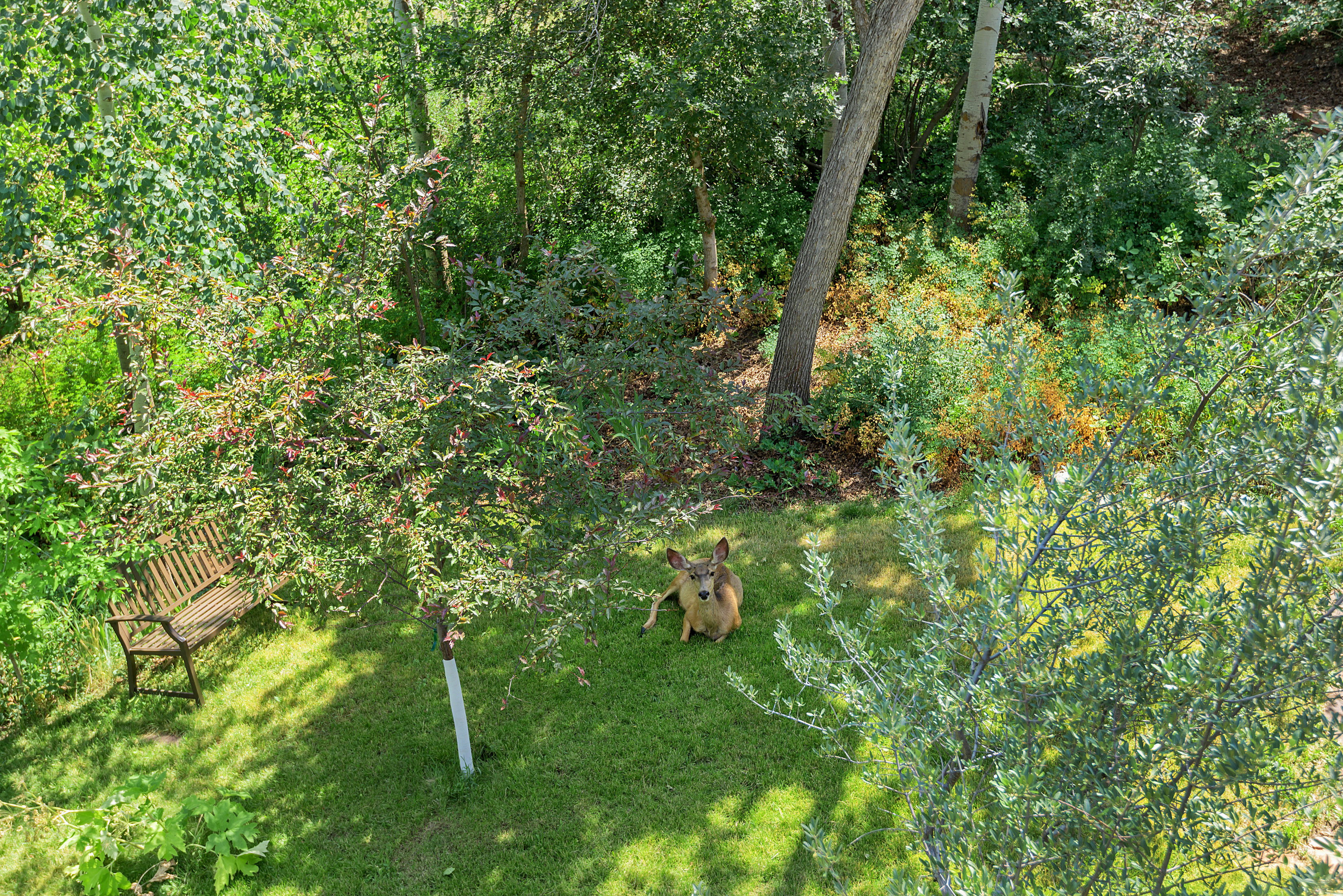 Lush green lawn surrounded by mature trees and varied foliage