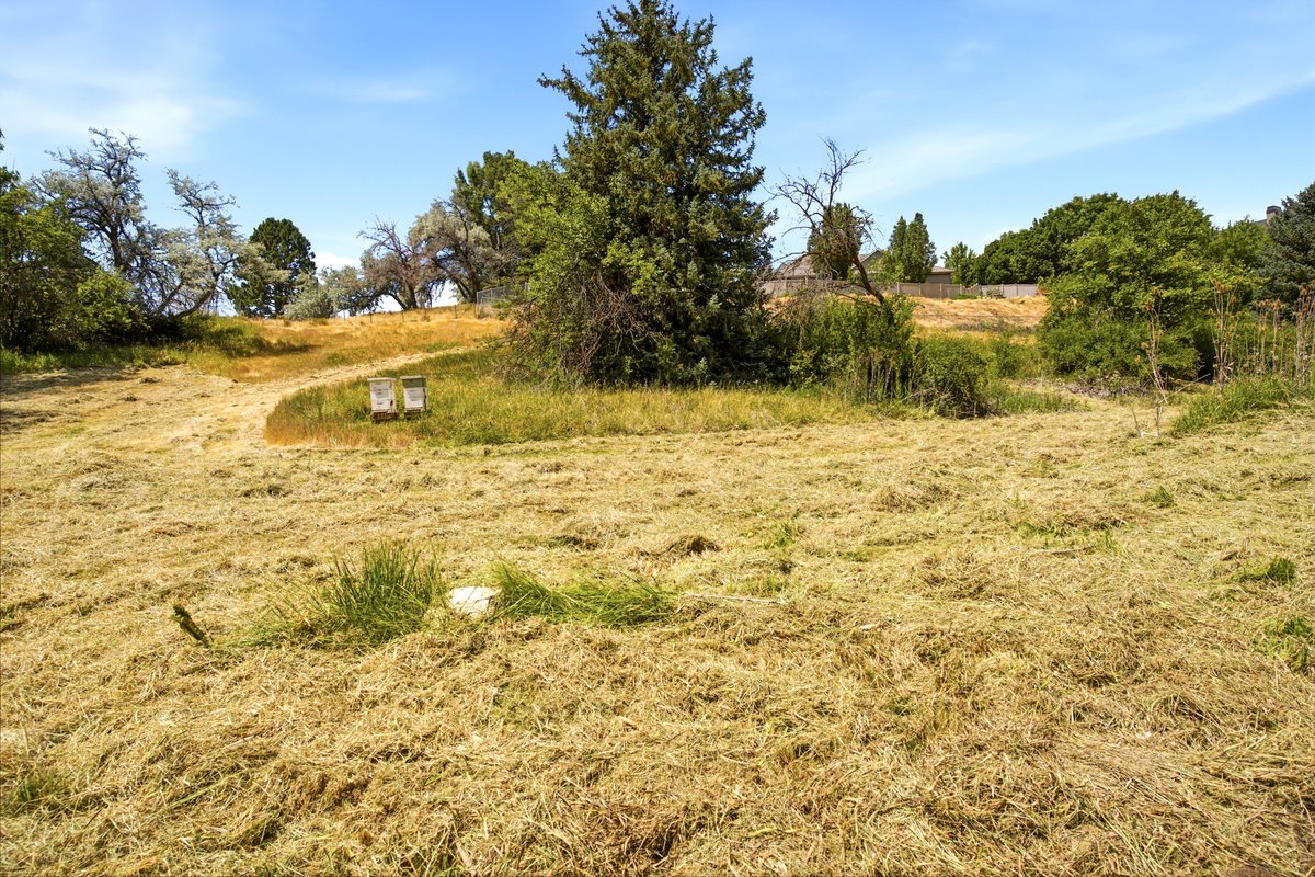 Expansive open field with mown grass and natural vegetation