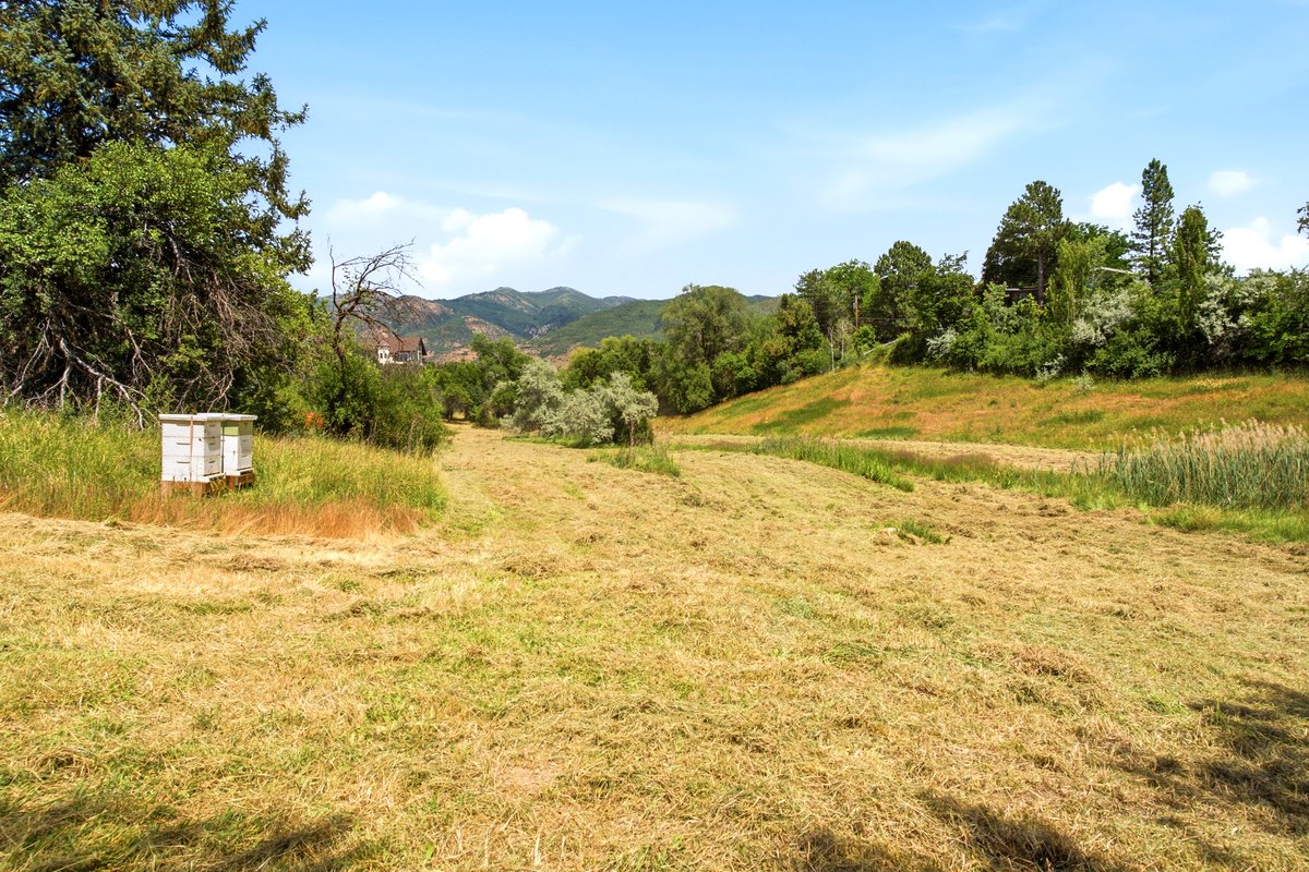 Expansive open field featuring natural grasses, surrounding trees, and distant mountain ranges